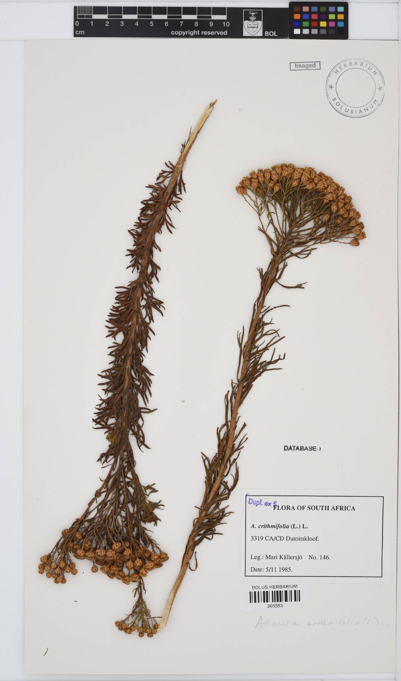 Athanasia crithmifolia image