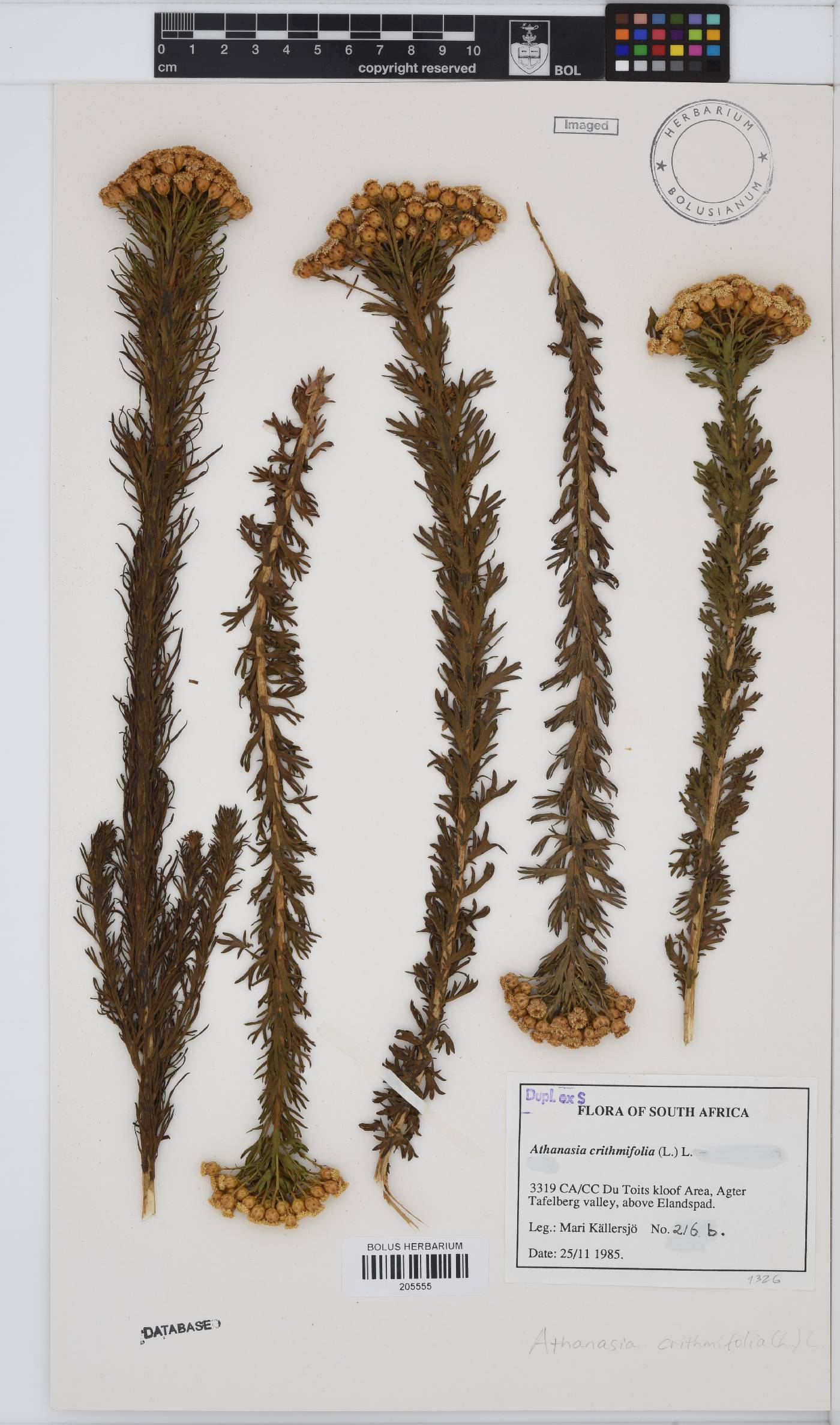 Athanasia crithmifolia image