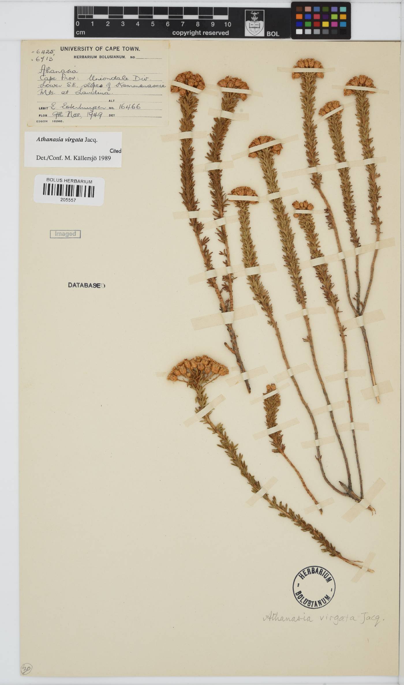 Athanasia virgata image