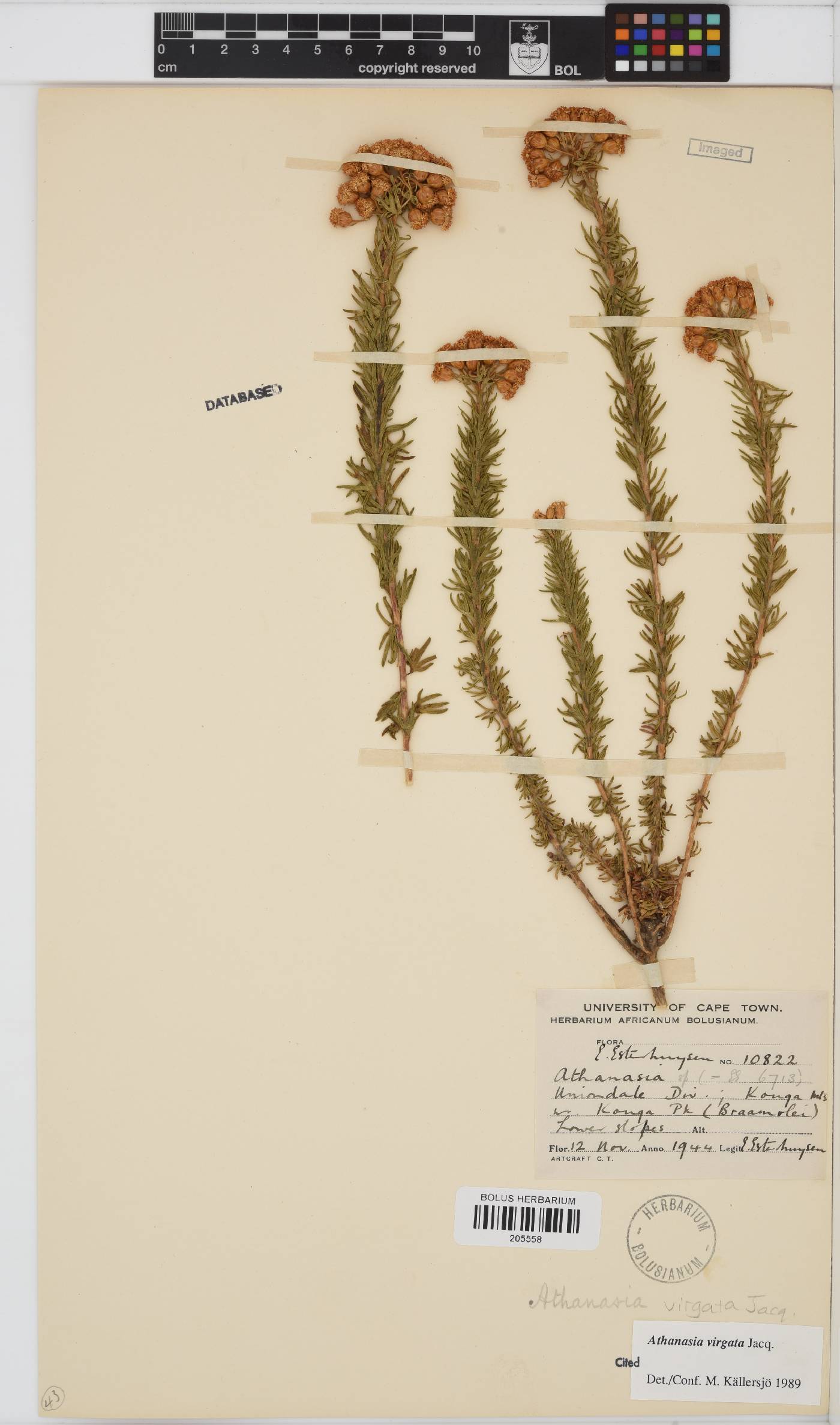 Athanasia virgata image