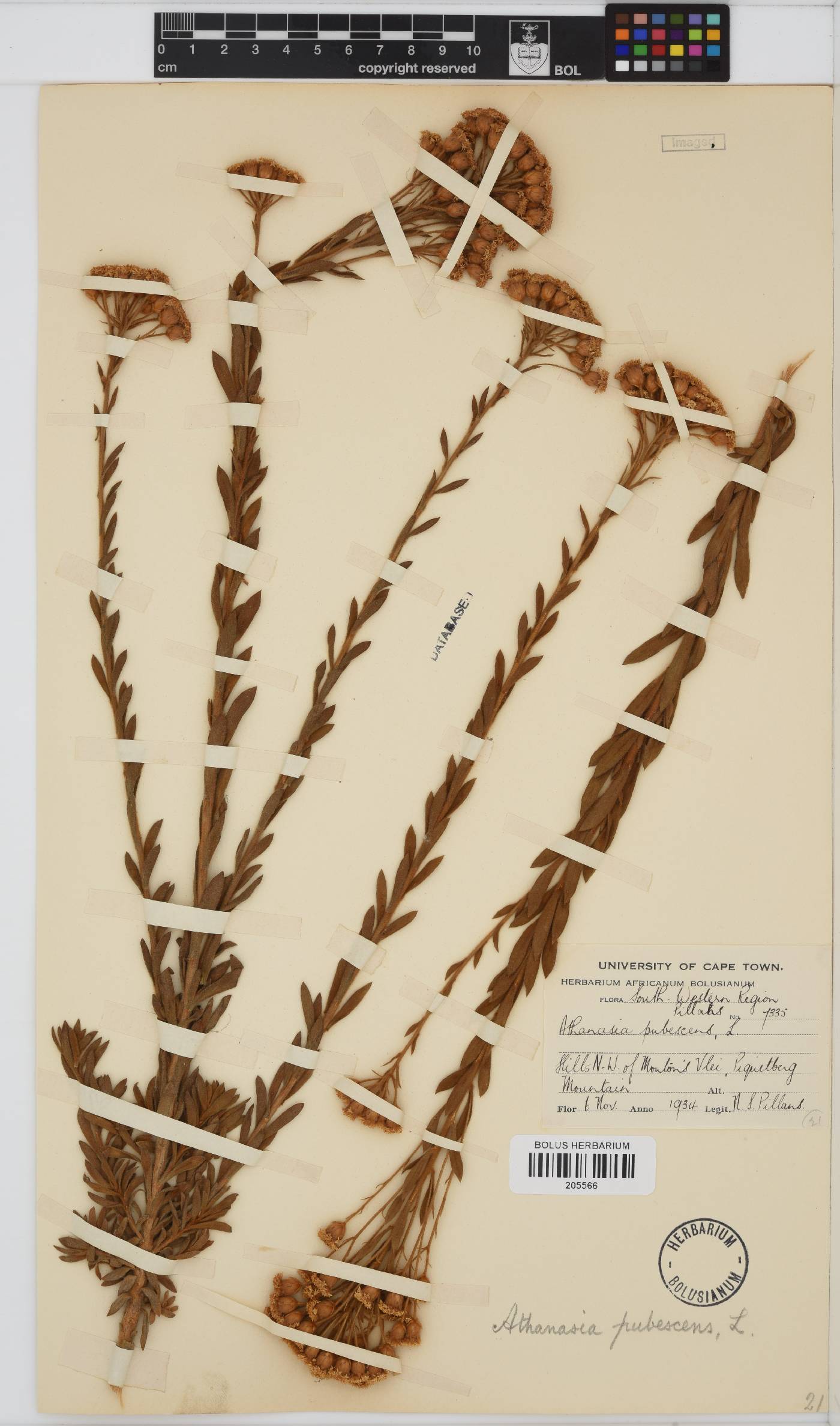 Athanasia pubescens image