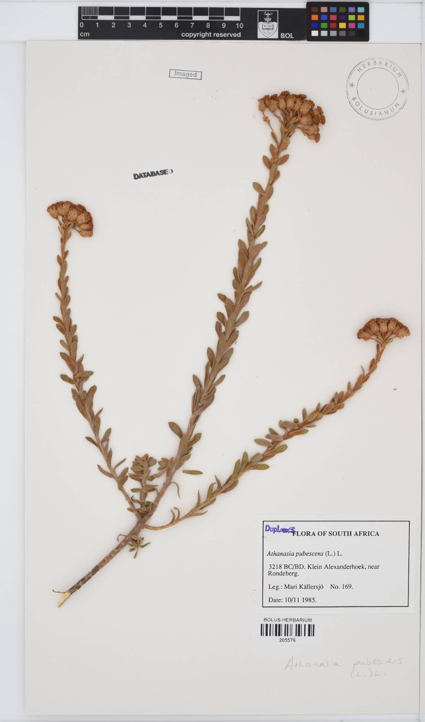 Athanasia pubescens image