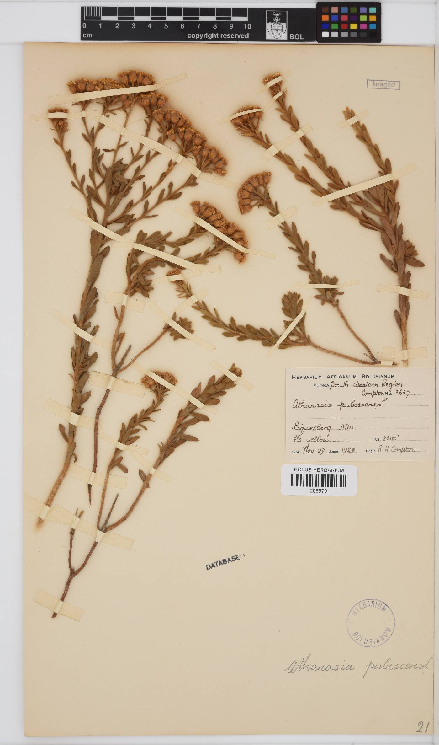 Athanasia pubescens image
