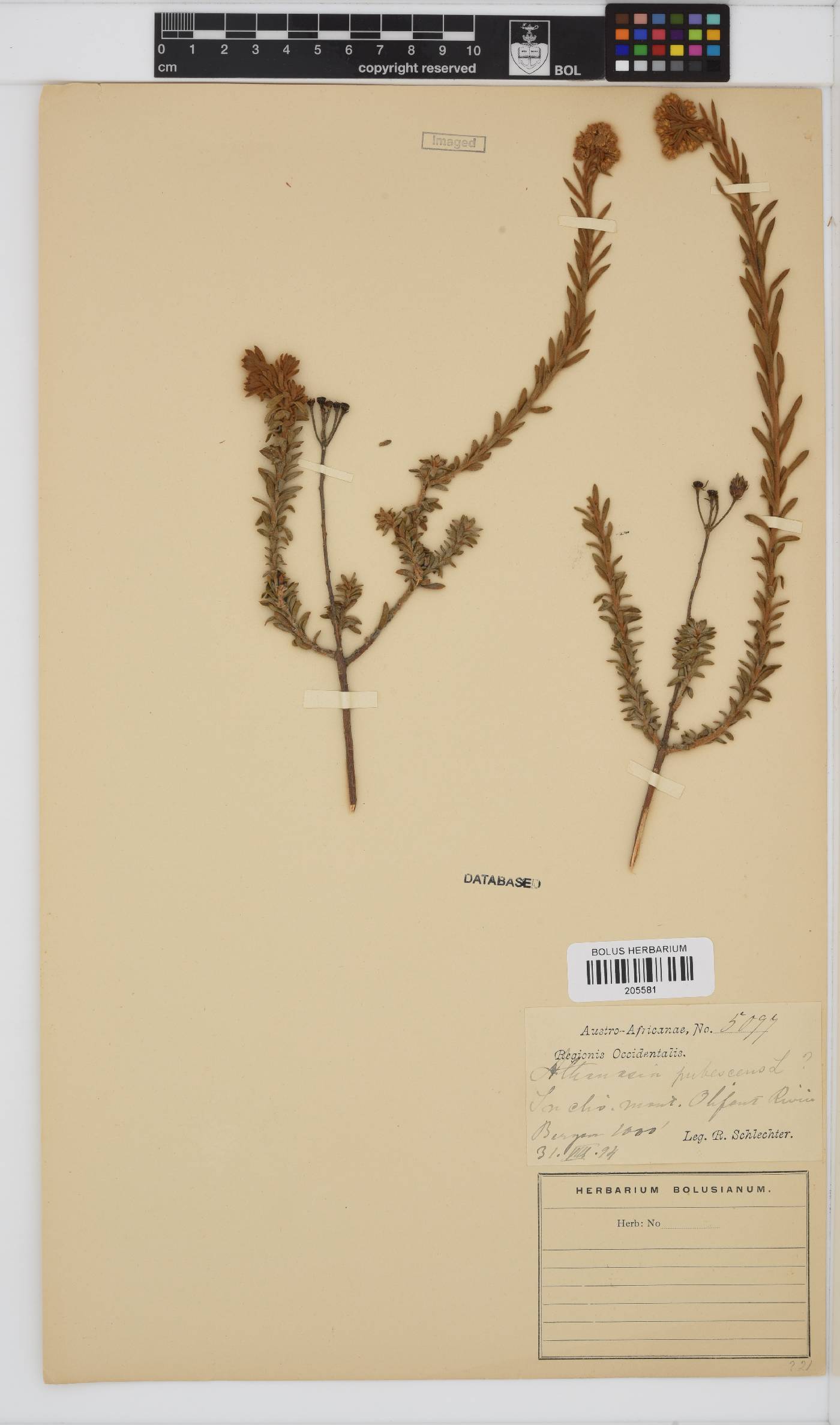 Athanasia pubescens image