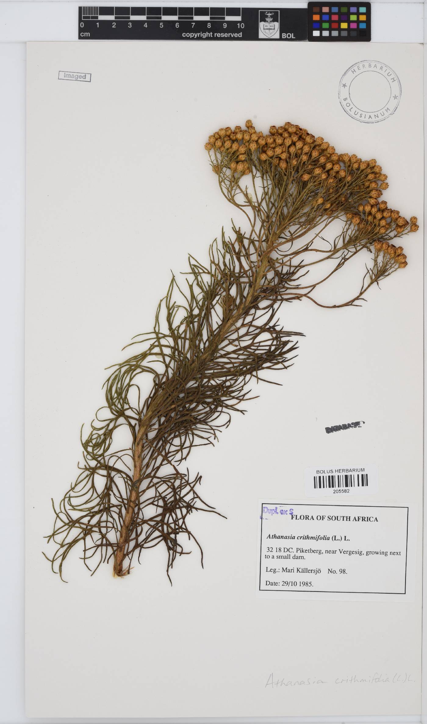 Athanasia crithmifolia image