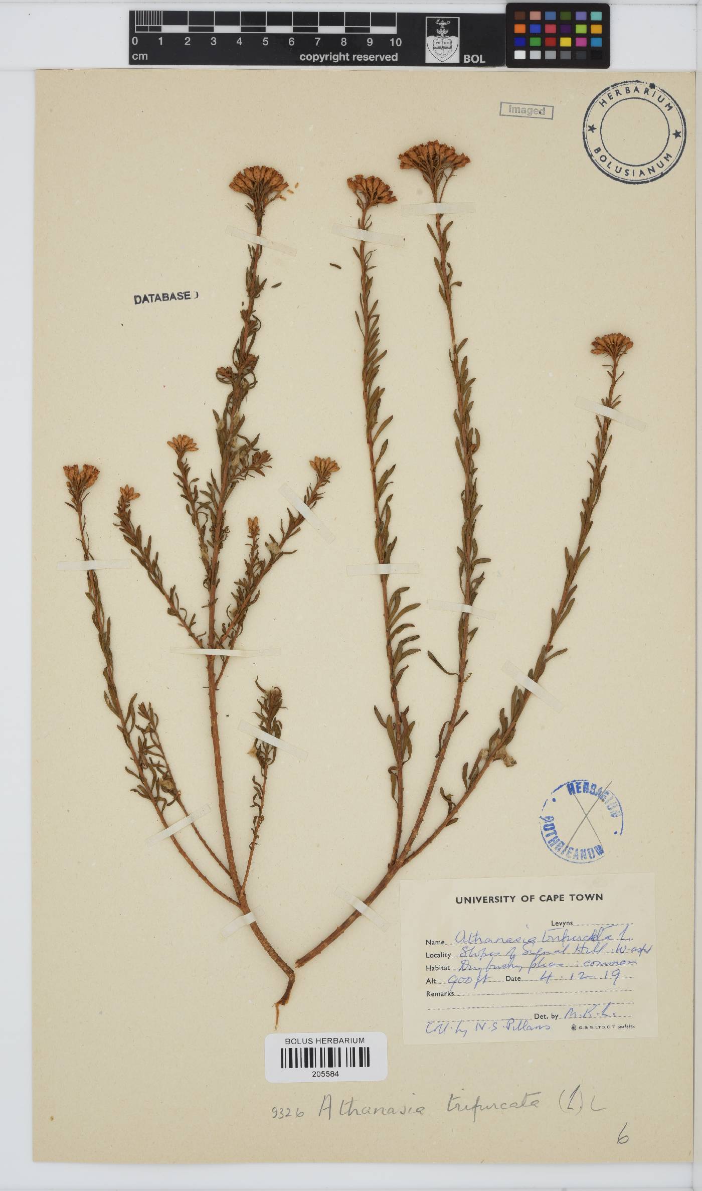 Athanasia image