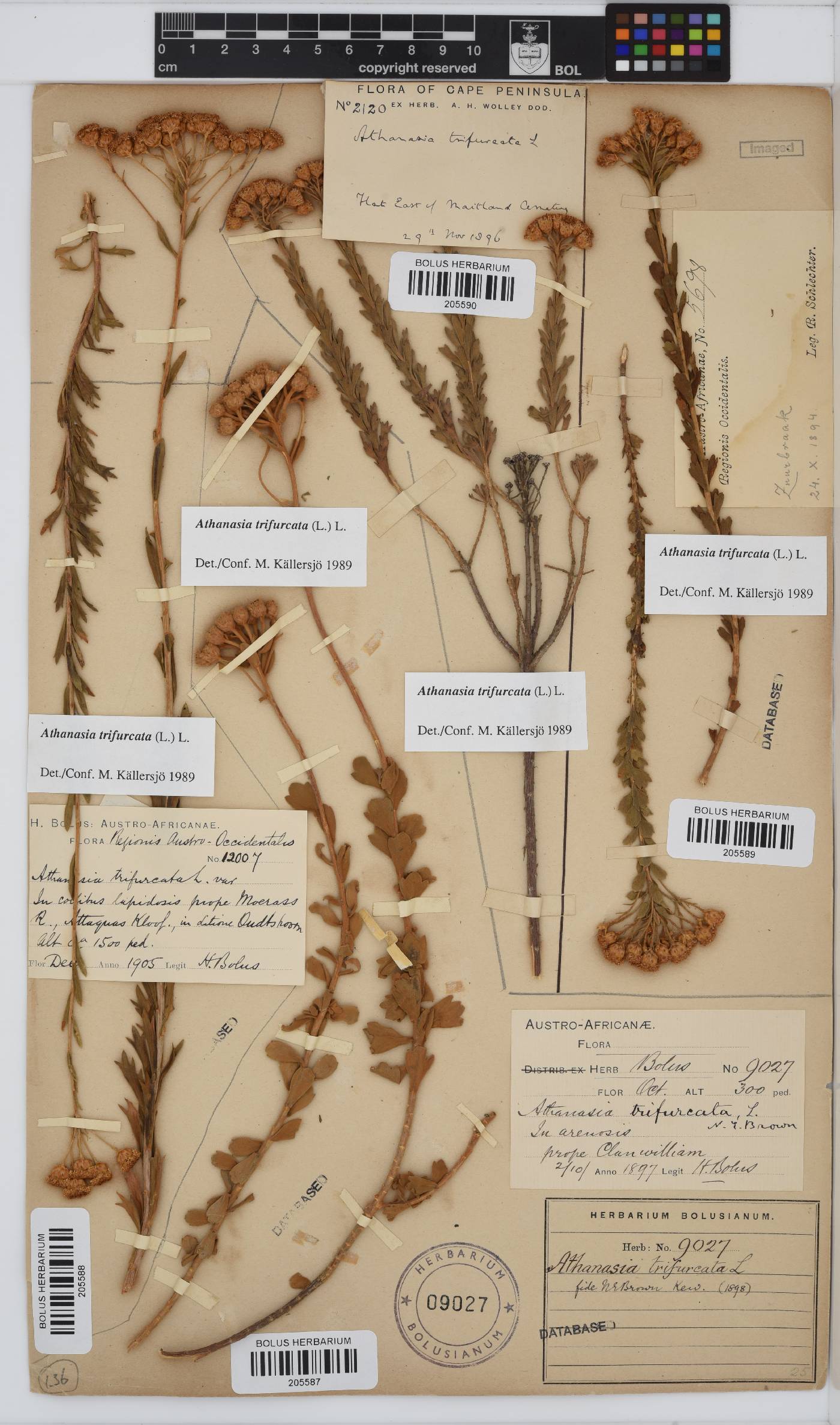 Athanasia trifurcata image