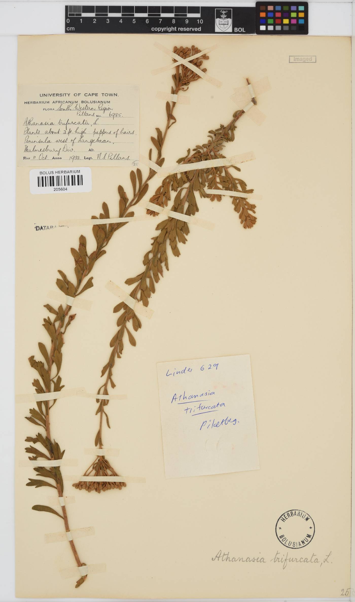 Athanasia trifurcata image