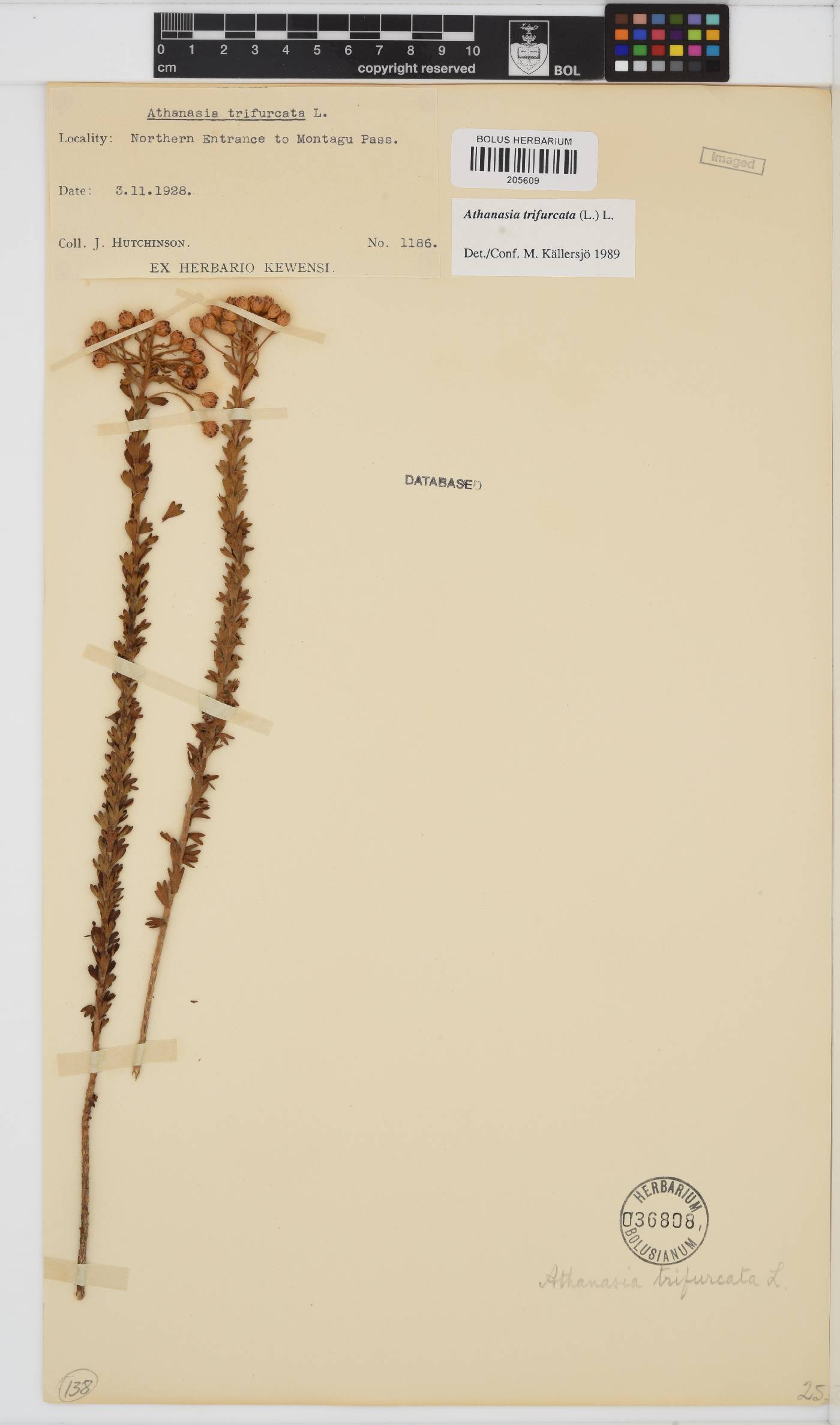 Athanasia trifurcata image