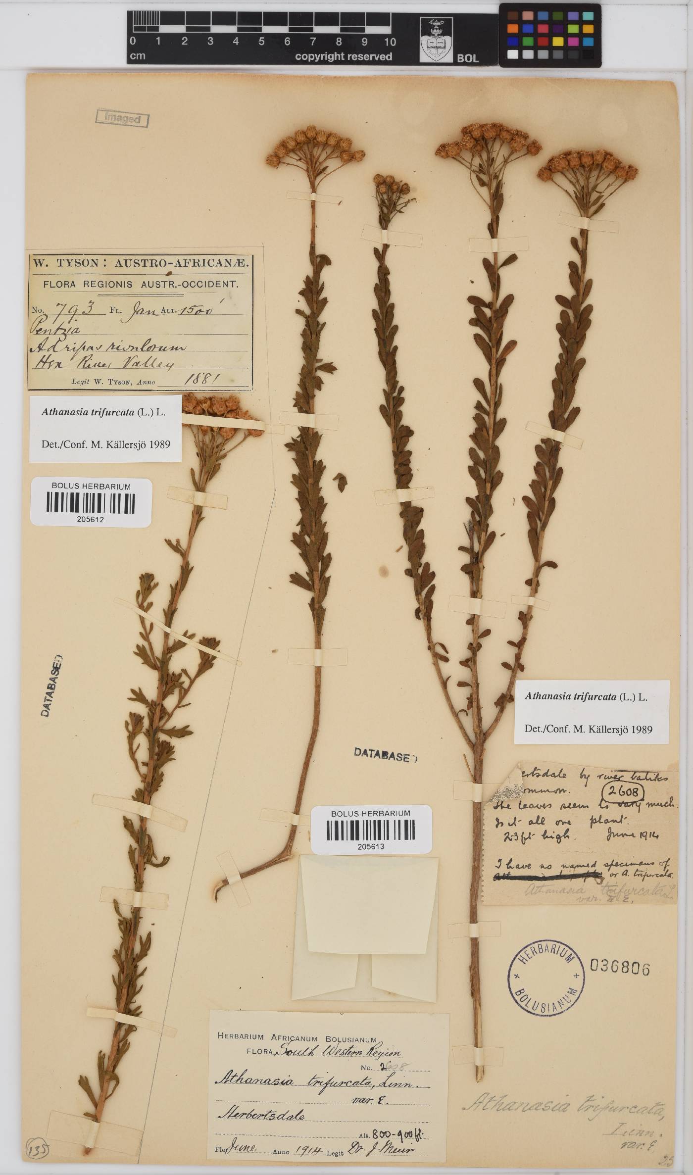 Athanasia trifurcata image