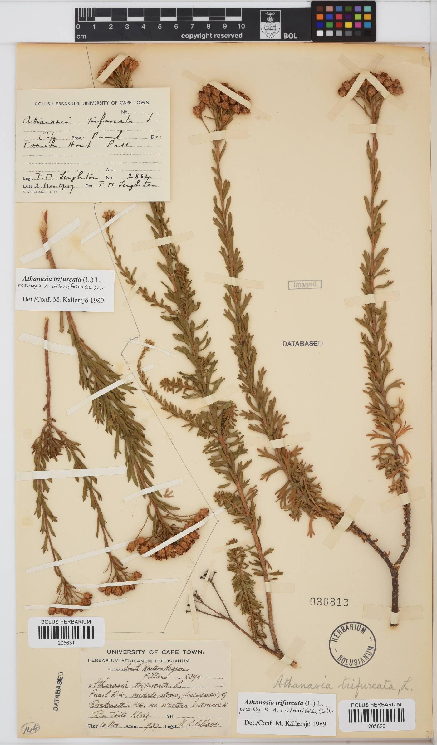 Athanasia trifurcata image