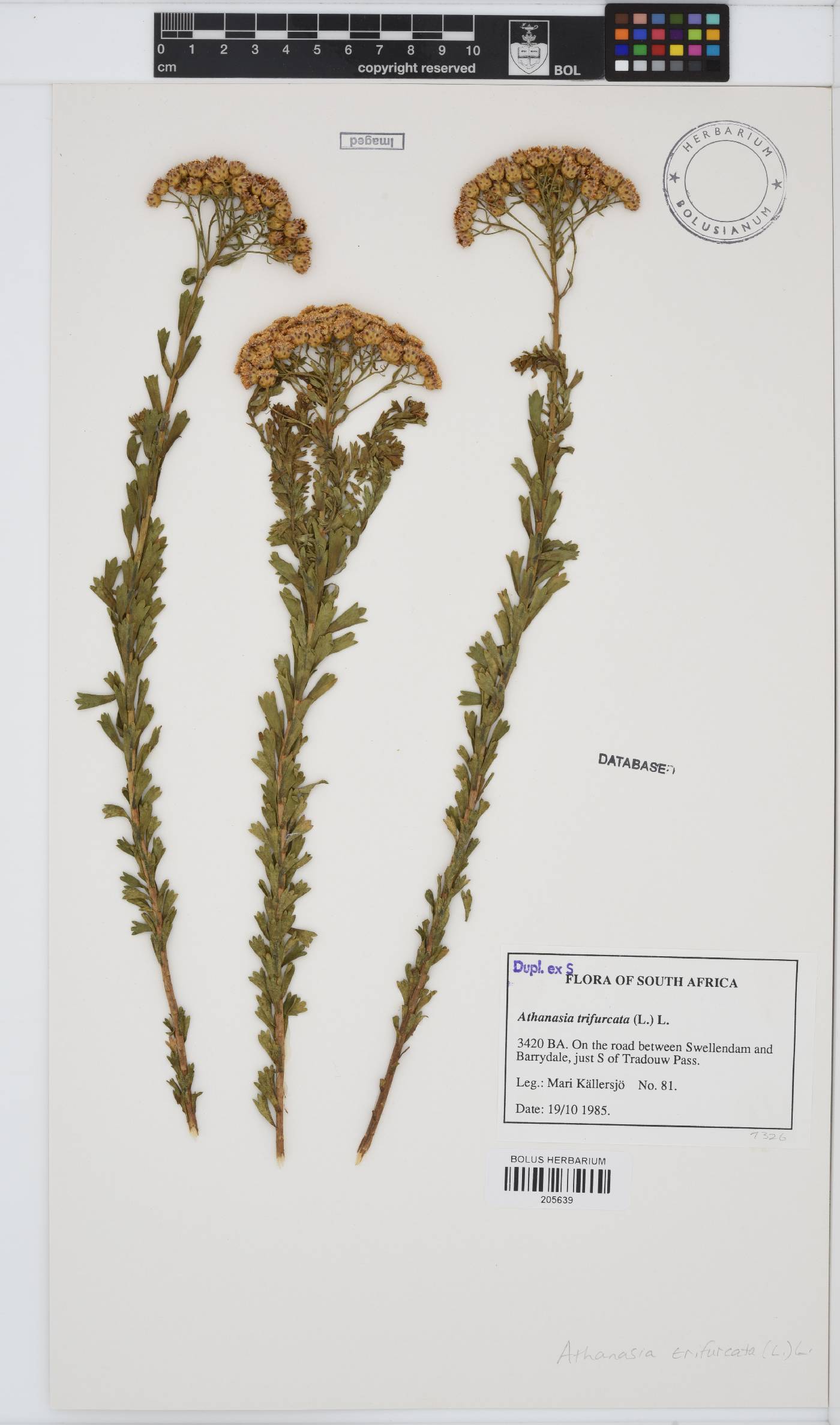 Athanasia trifurcata image