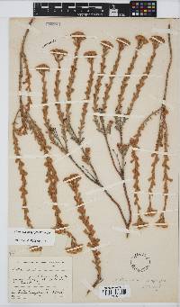 Athanasia calophylla image