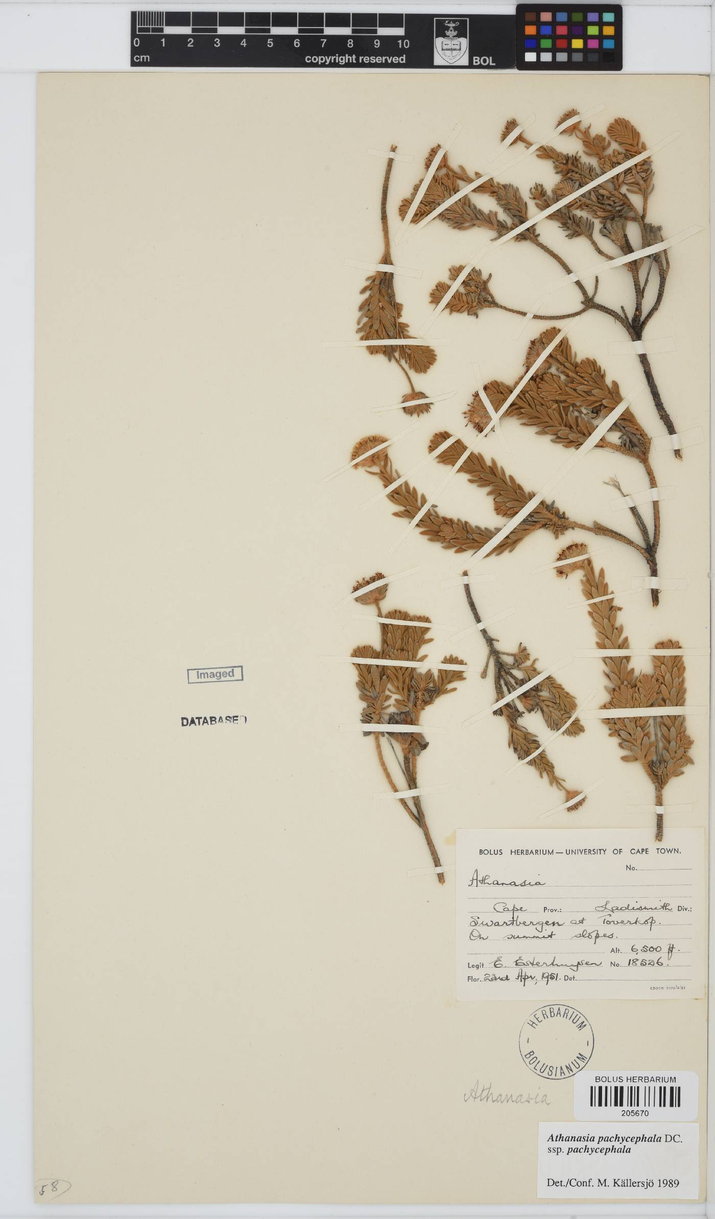 Athanasia pachycephala subsp. pachycephala image