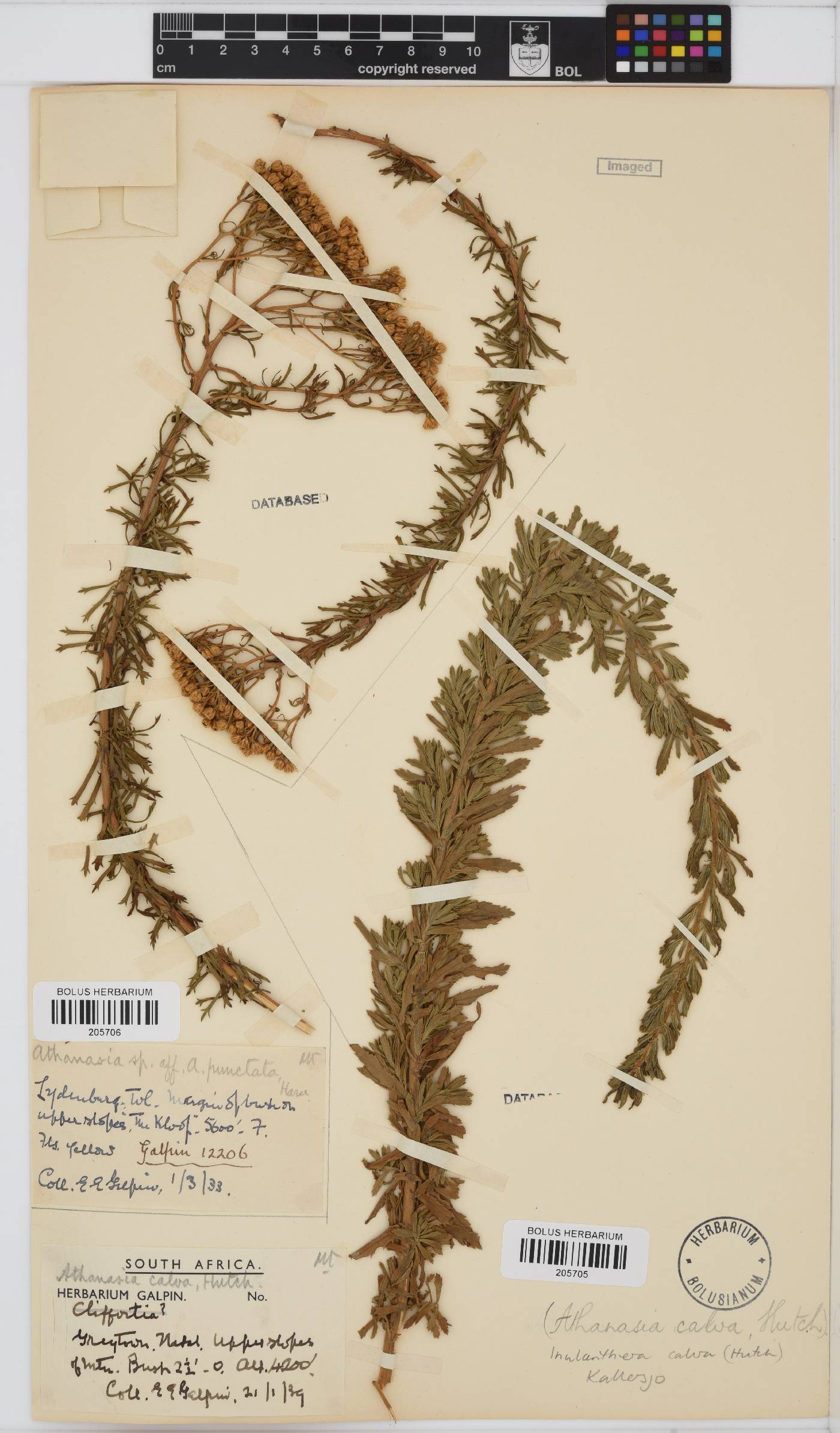 Inulanthera calva image
