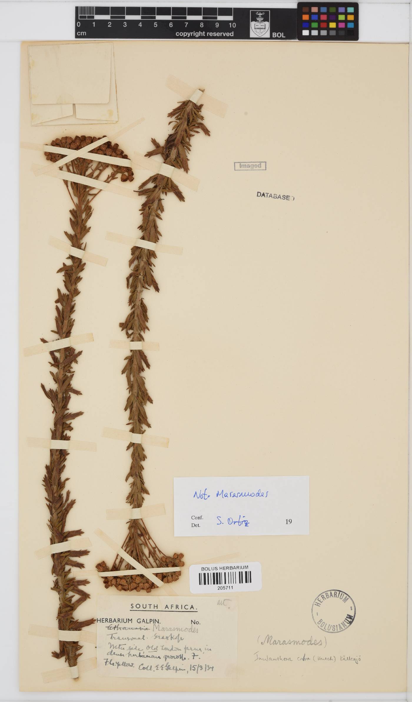 Inulanthera calva image