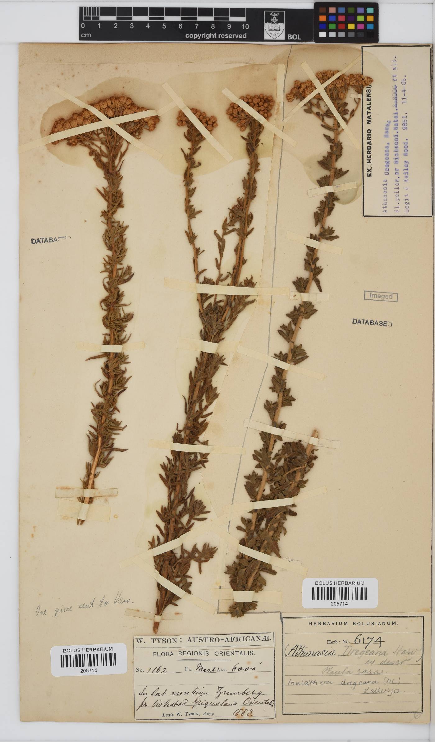 Inulanthera dregeana image