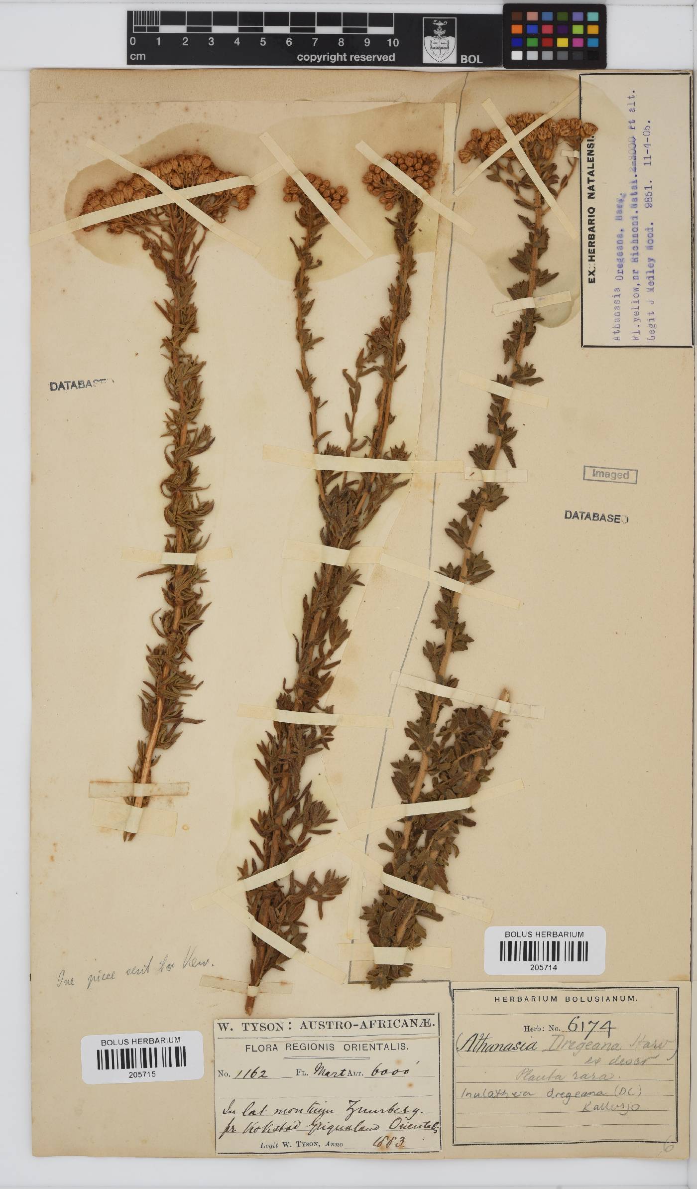 Inulanthera dregeana image