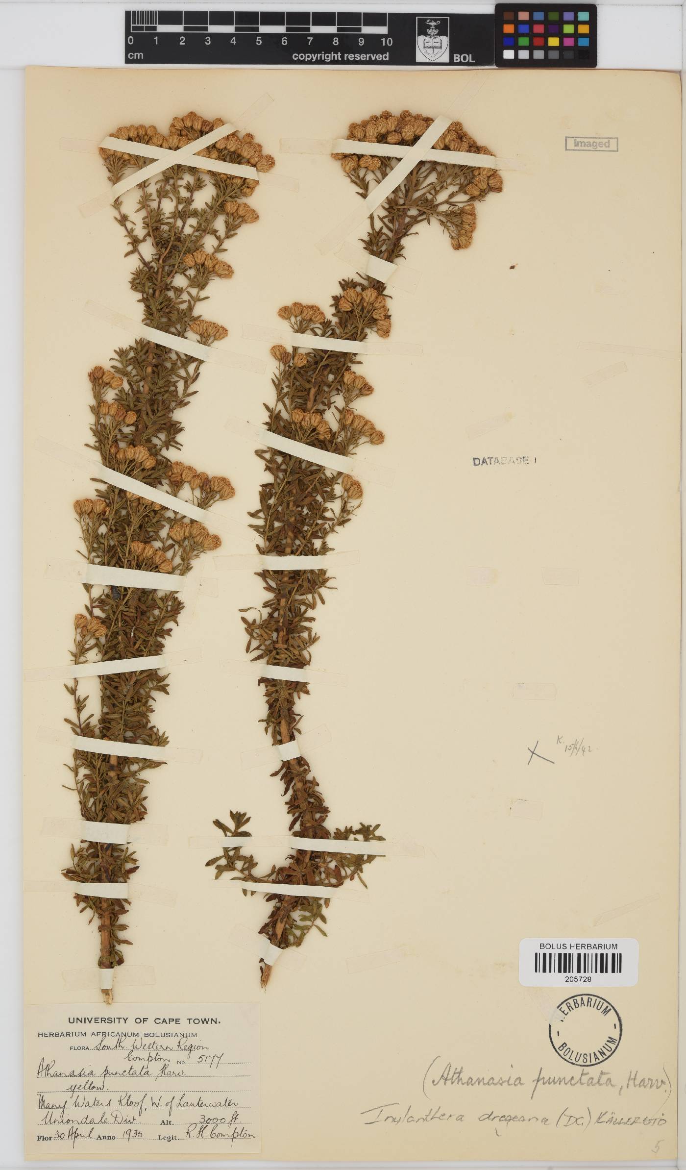 Inulanthera dregeana image