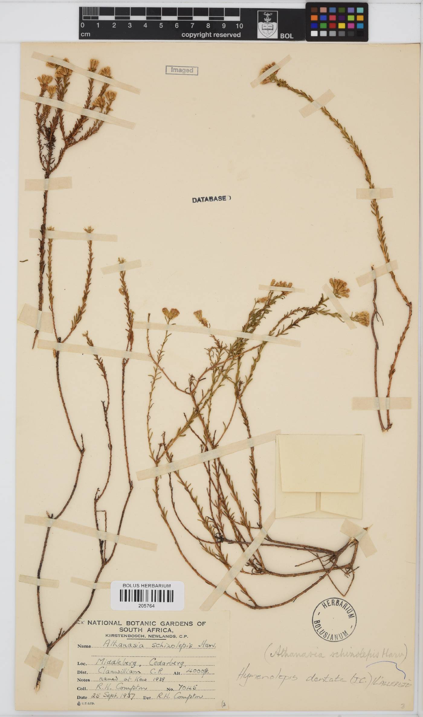 Hymenolepis dentata image