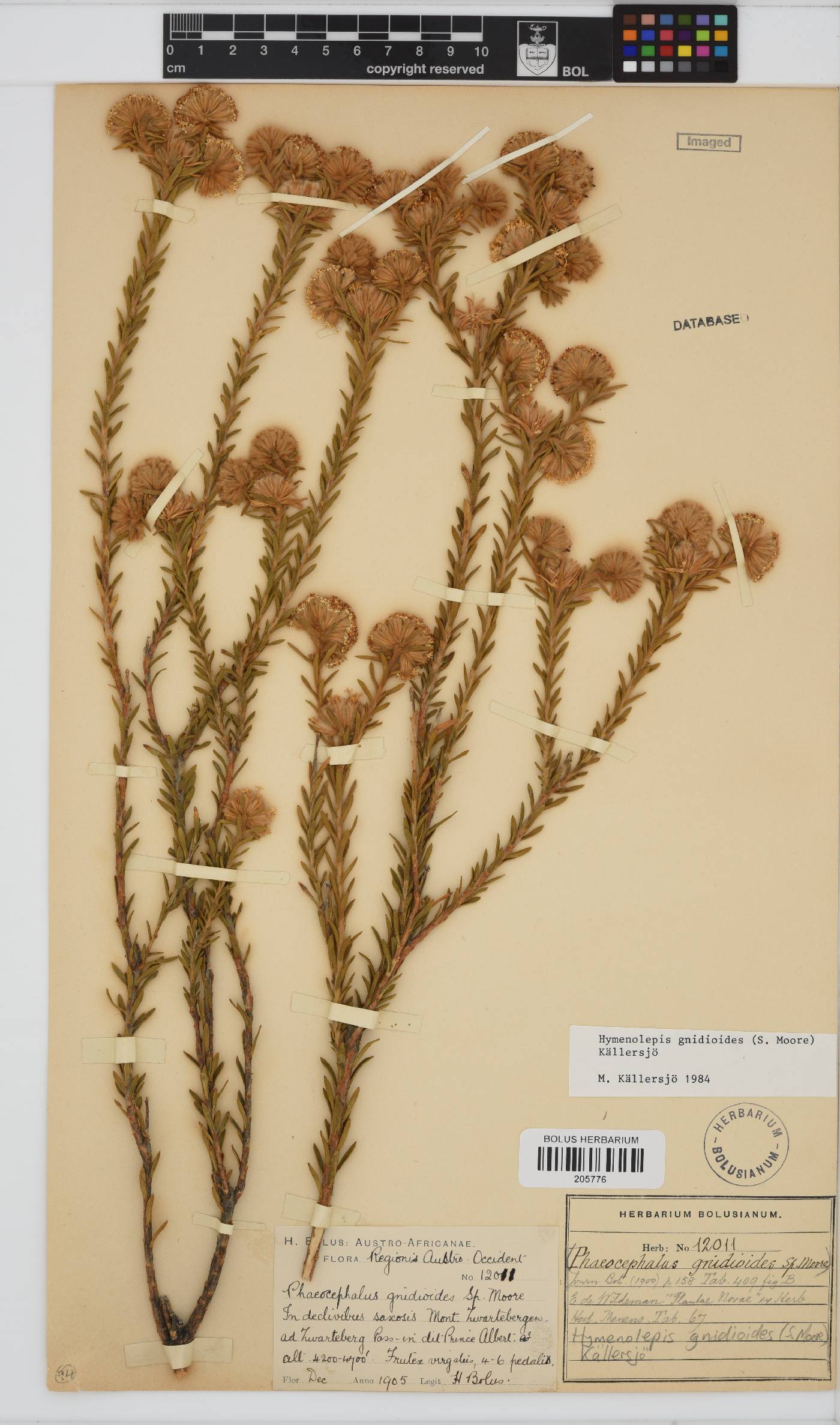 Hymenolepis gnidioides image