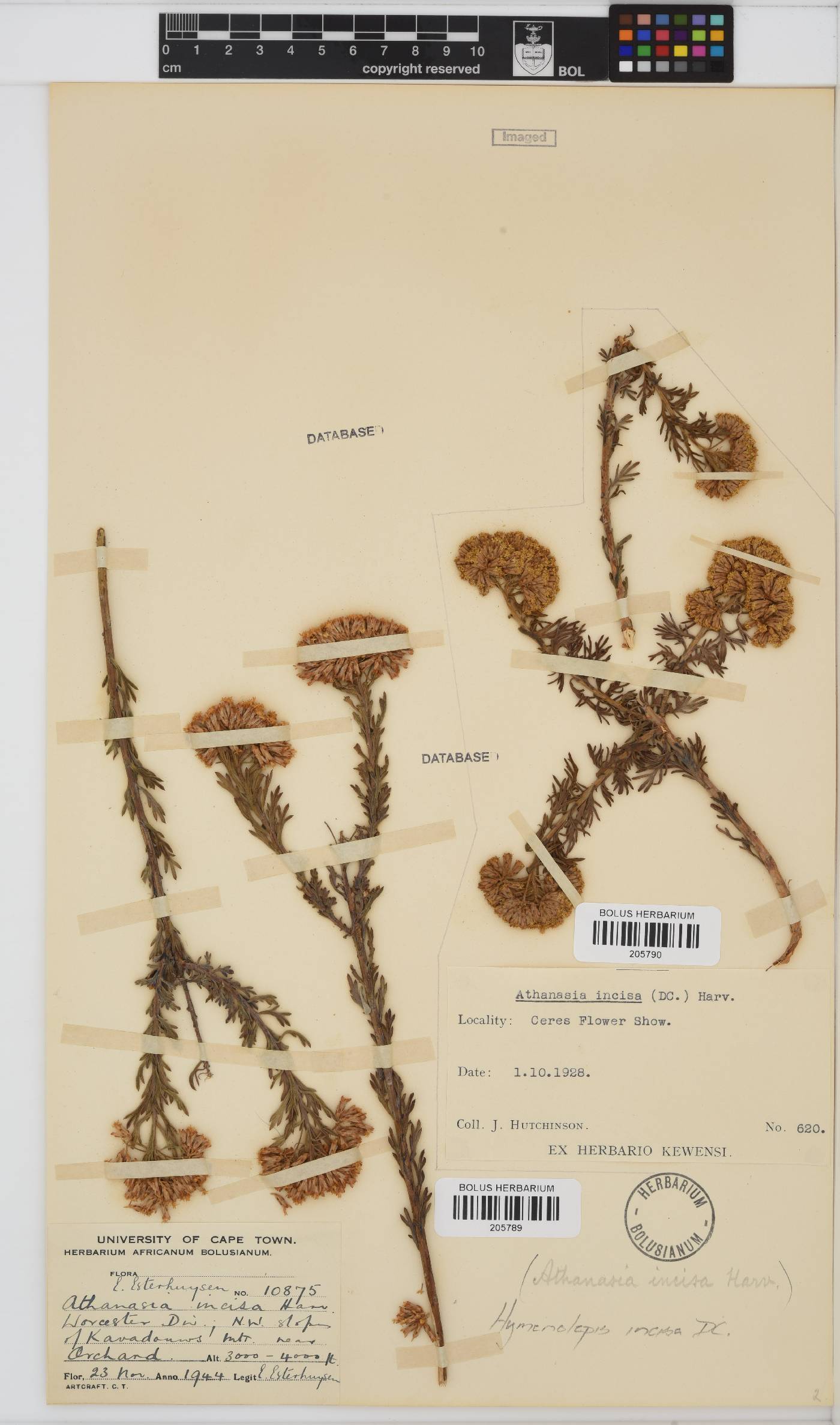 Hymenolepis incisa image