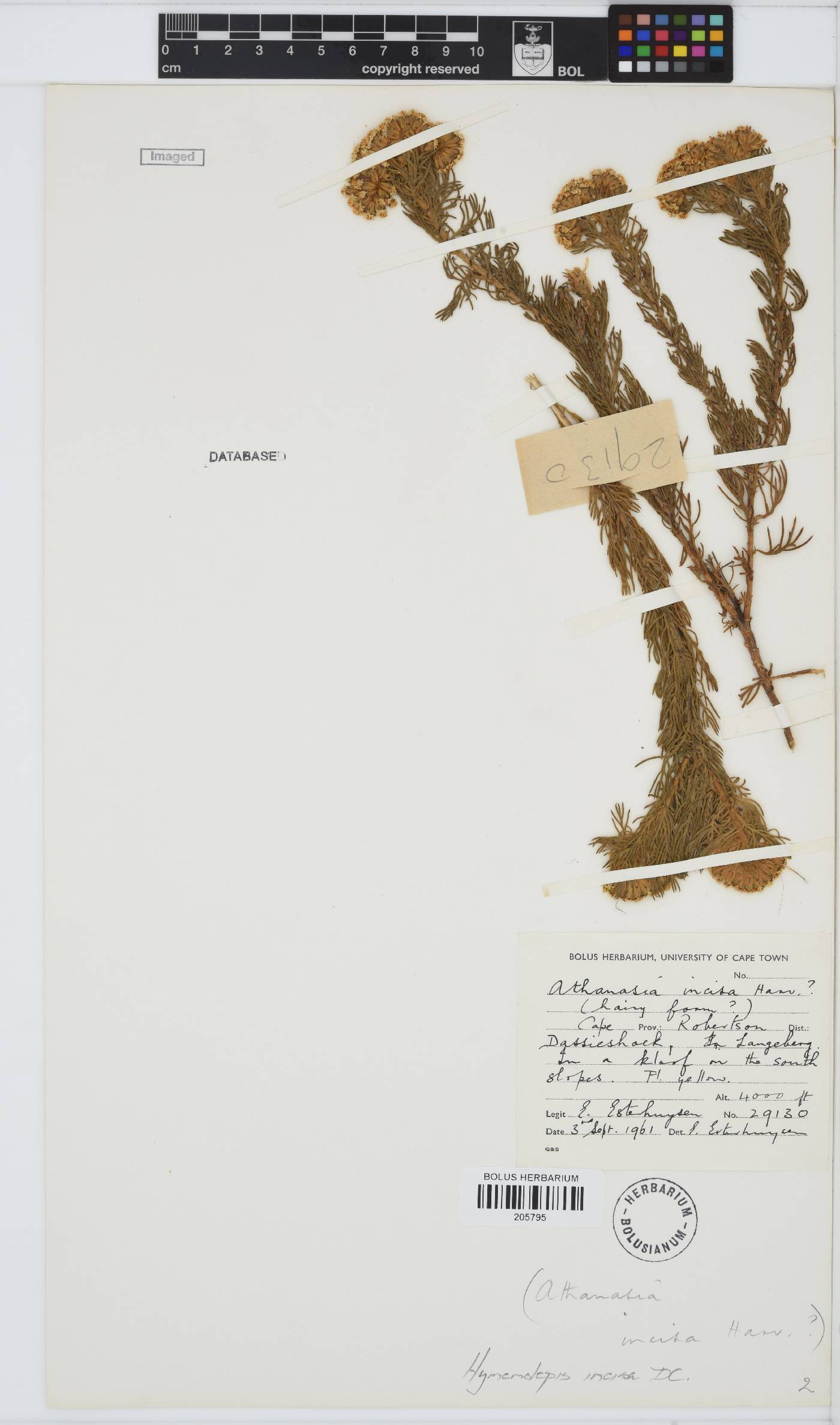 Hymenolepis incisa image