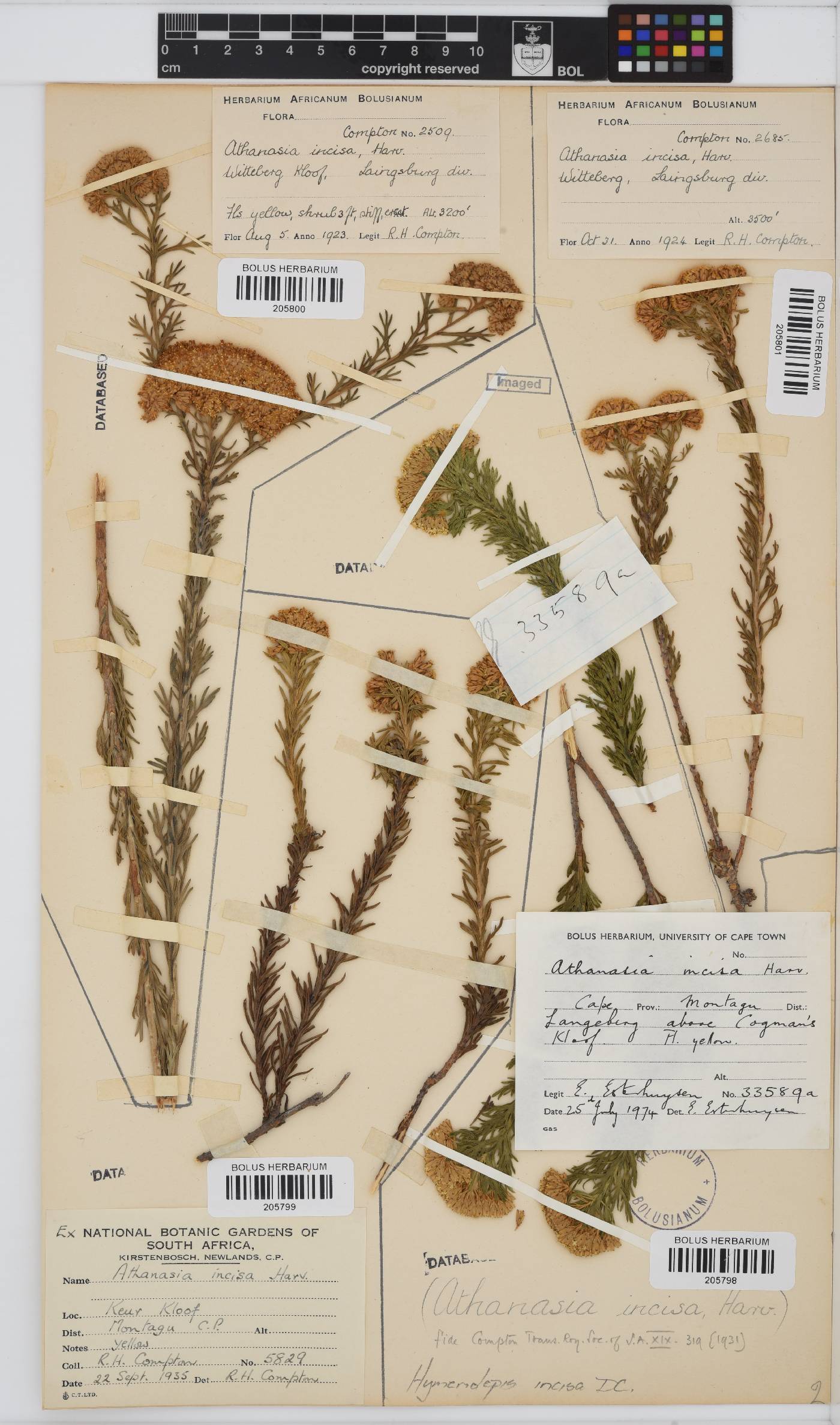 Hymenolepis incisa image