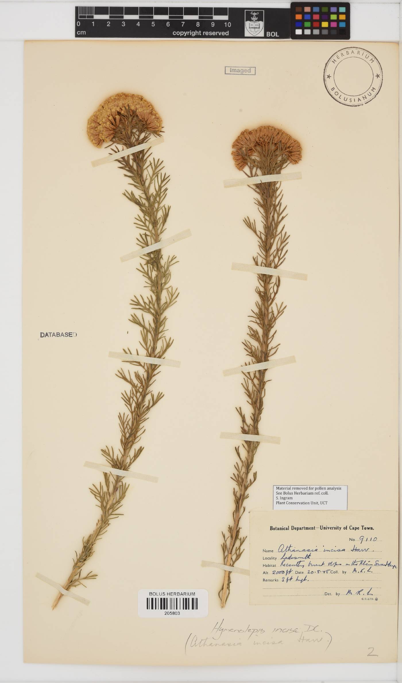 Hymenolepis incisa image