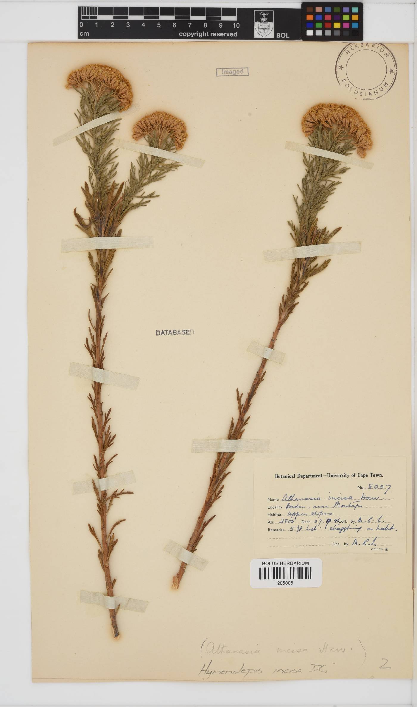 Hymenolepis incisa image