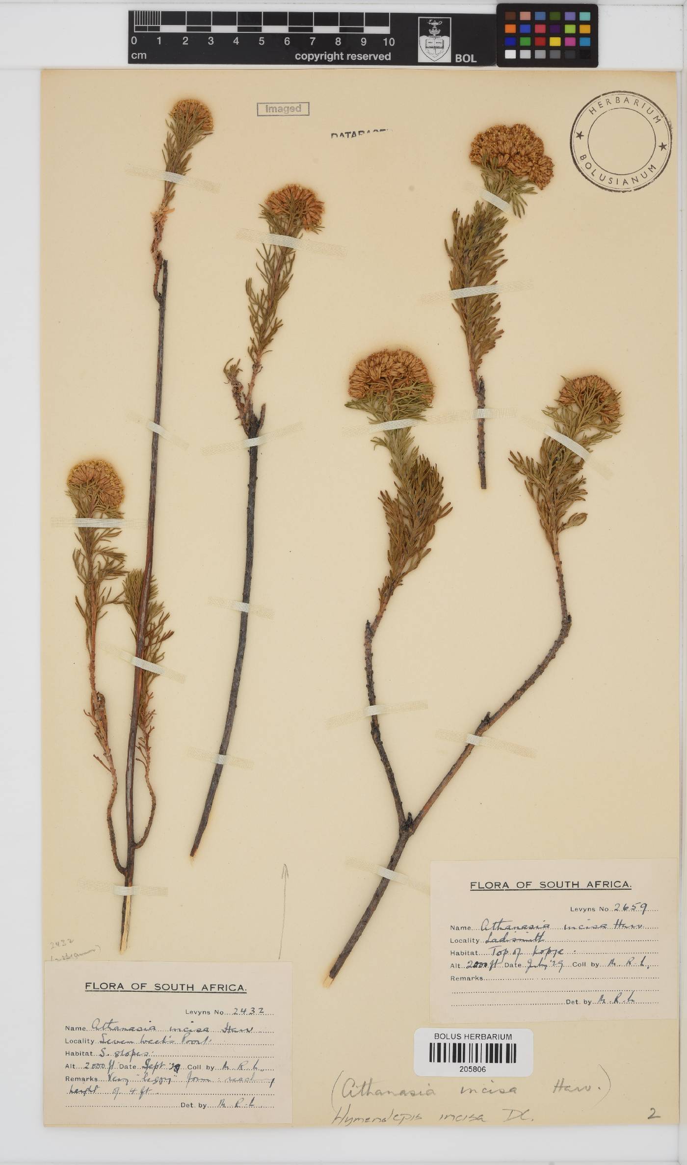 Hymenolepis incisa image