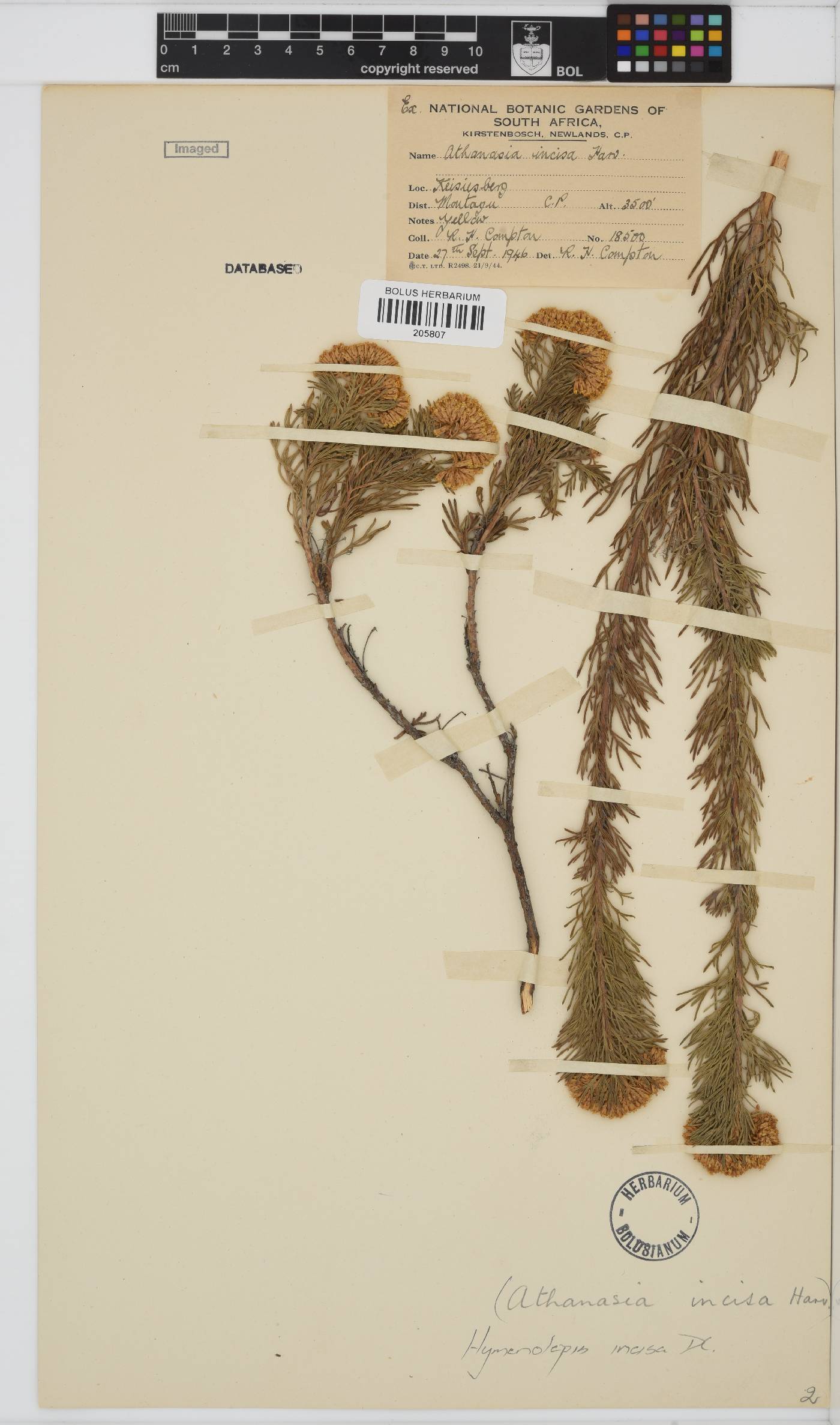 Hymenolepis incisa image