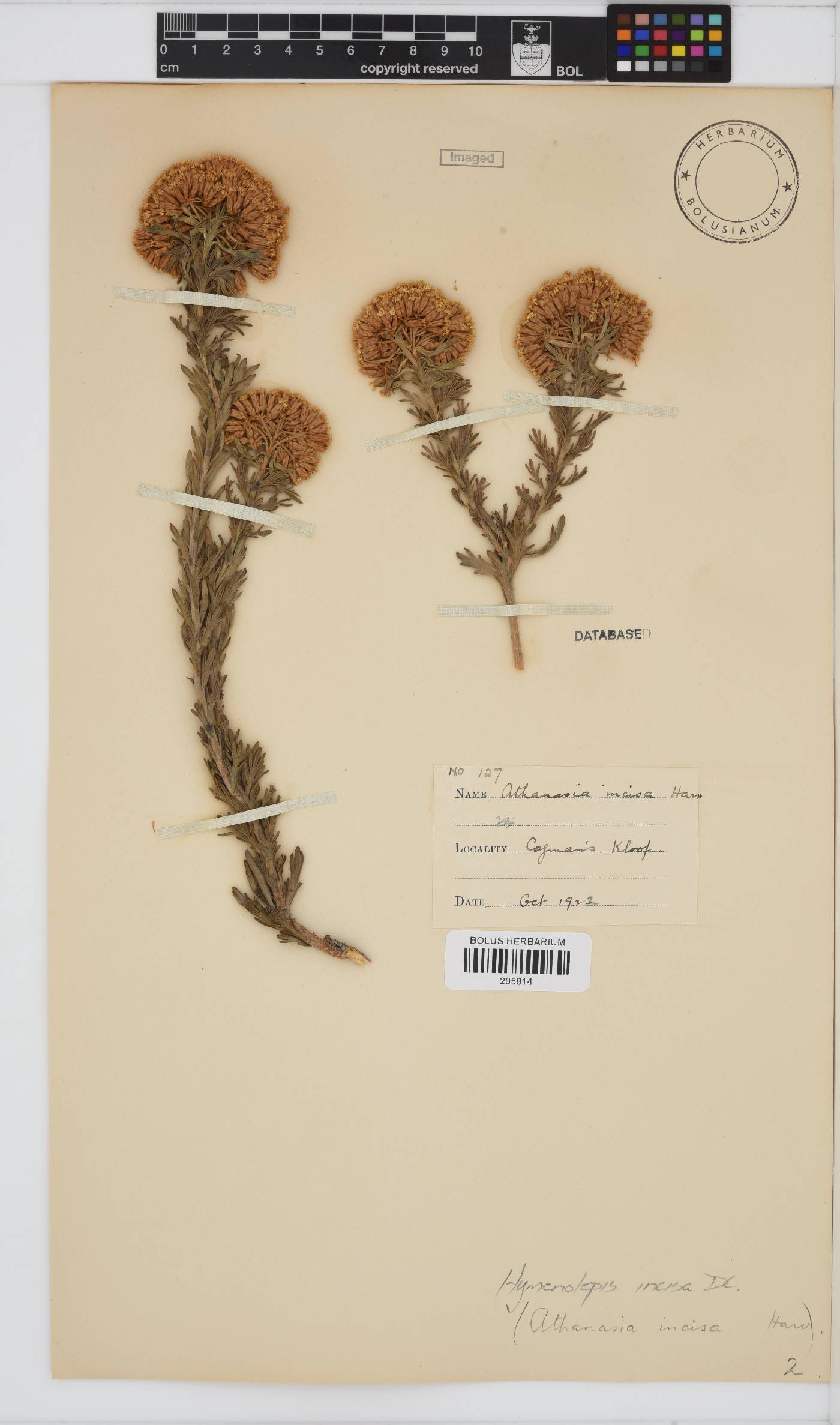 Hymenolepis incisa image
