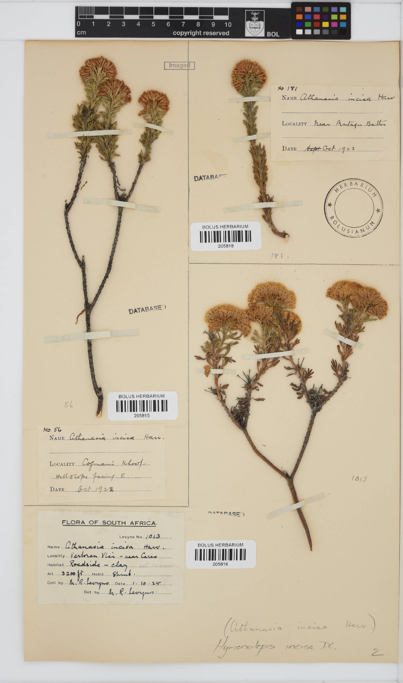 Hymenolepis incisa image