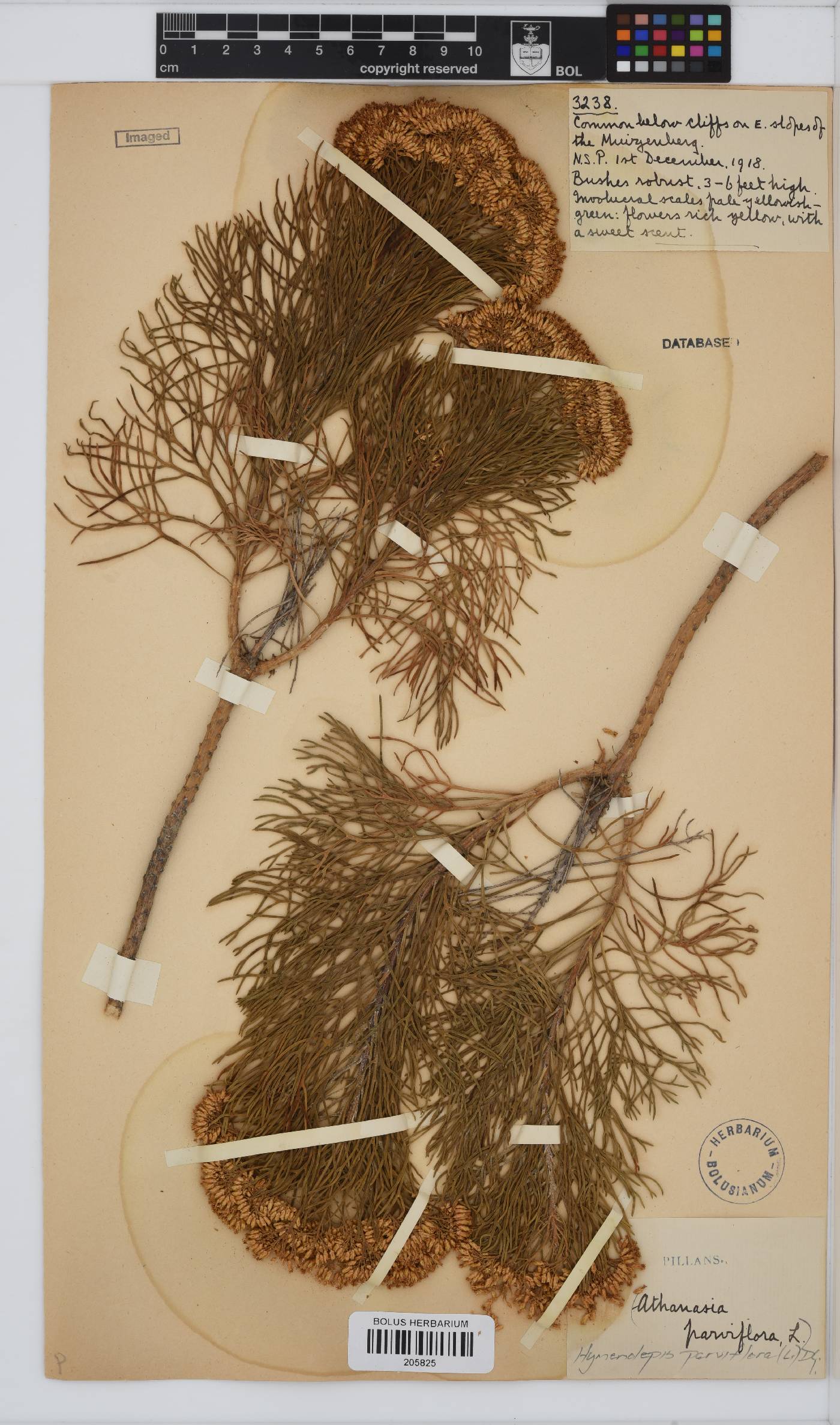 Hymenolepis crithmifolia image