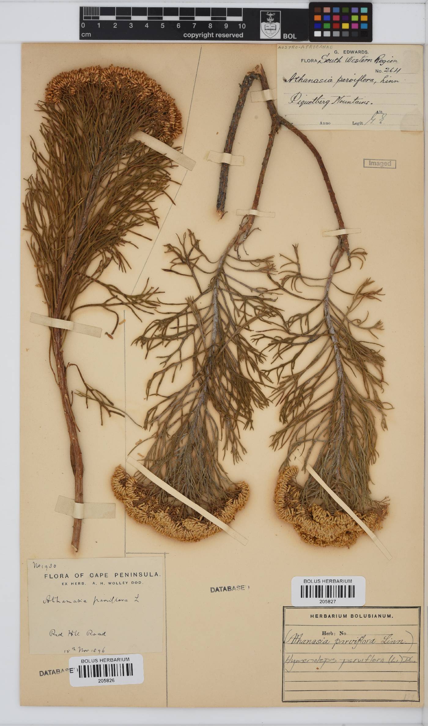 Hymenolepis crithmifolia image
