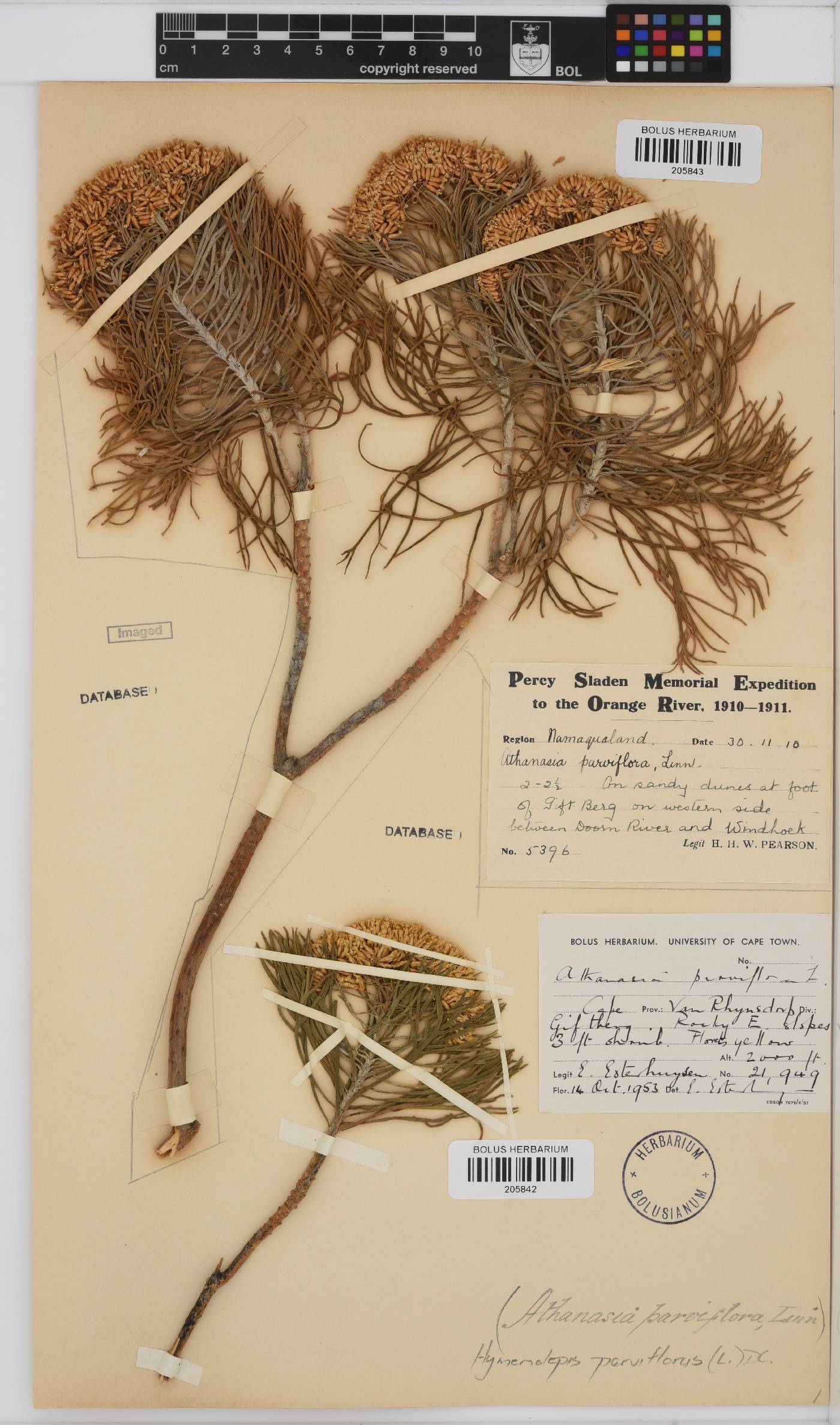 Hymenolepis crithmifolia image
