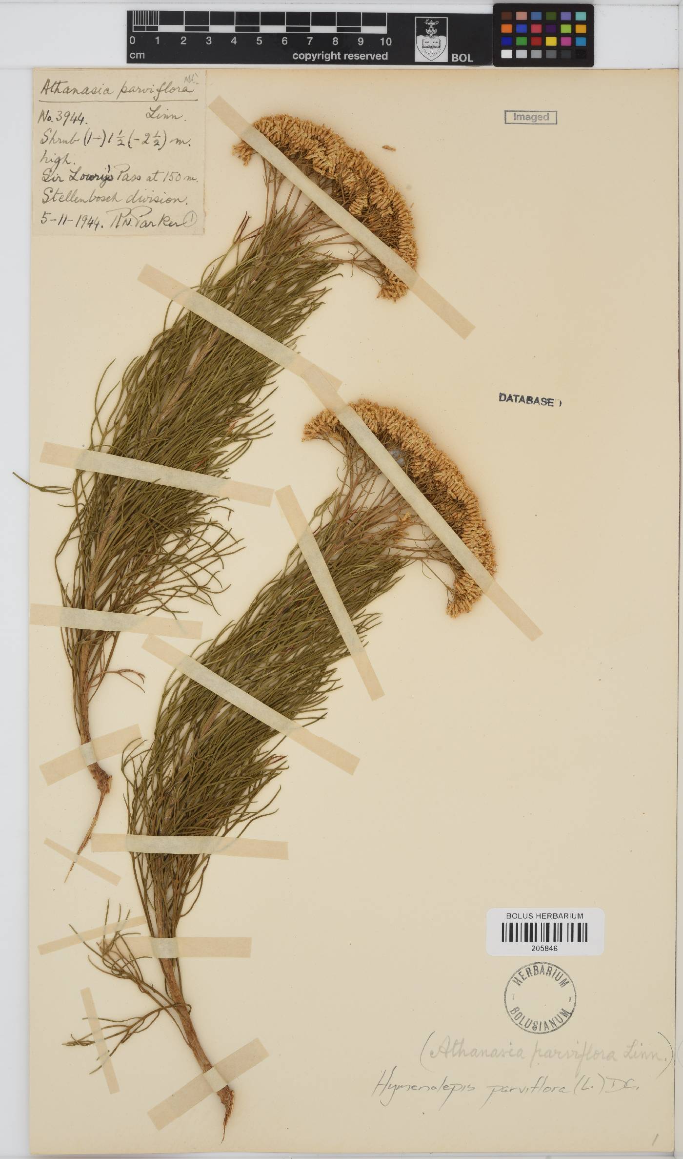 Hymenolepis crithmifolia image