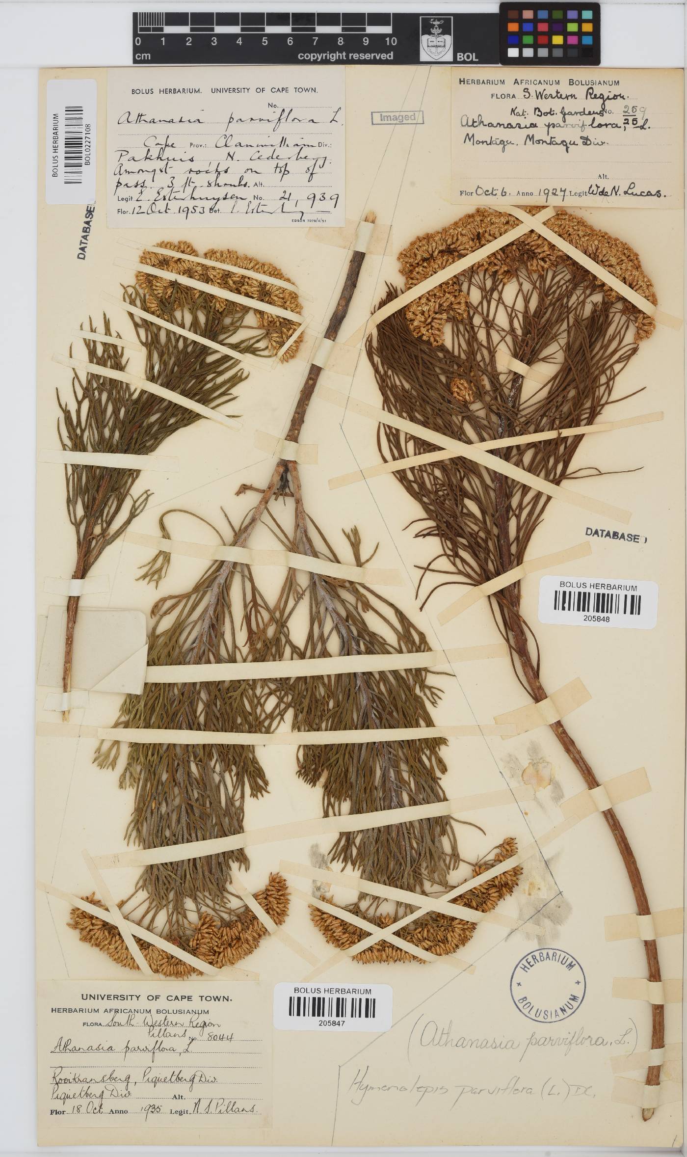 Hymenolepis crithmifolia image