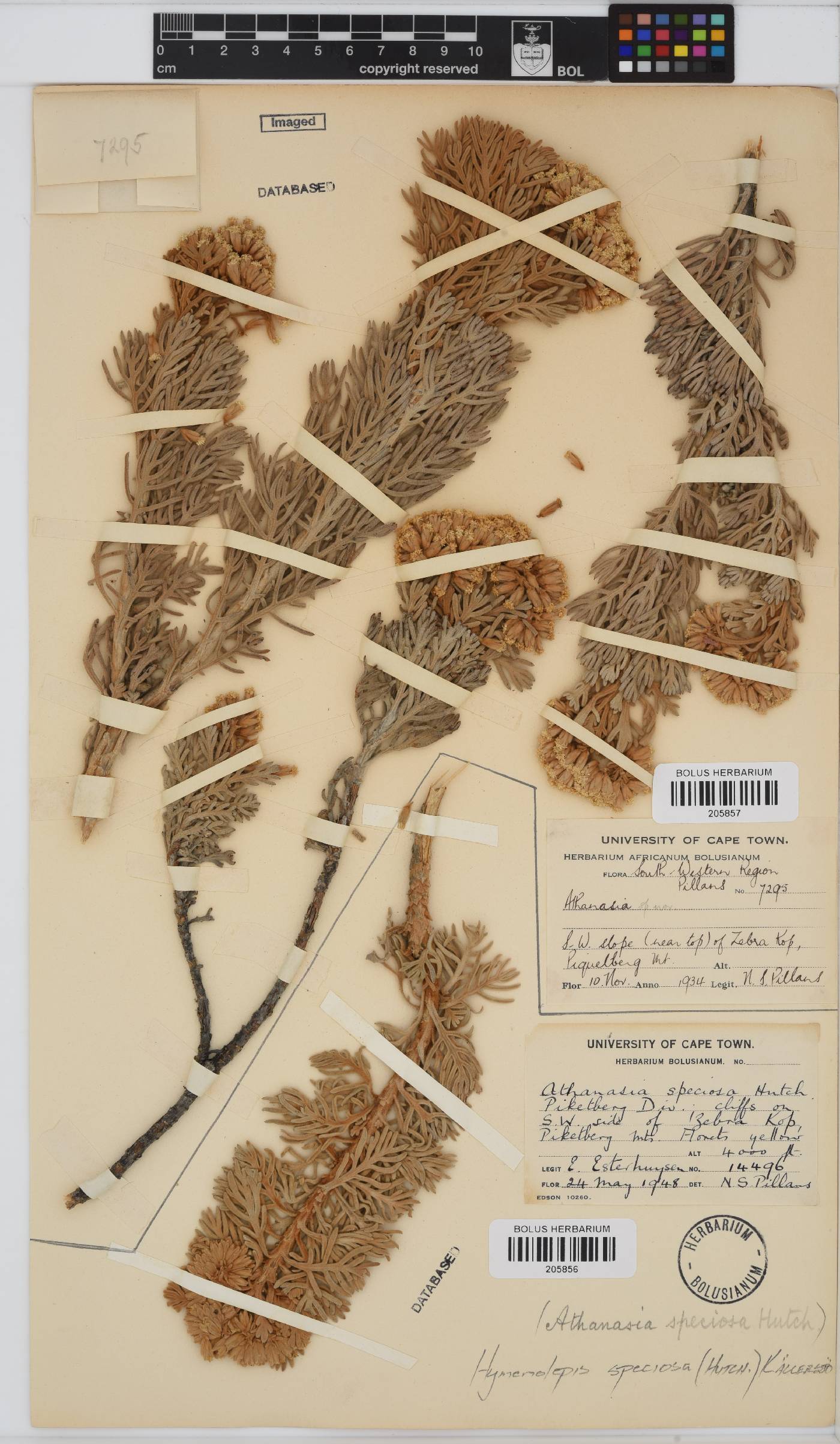 Hymenolepis image