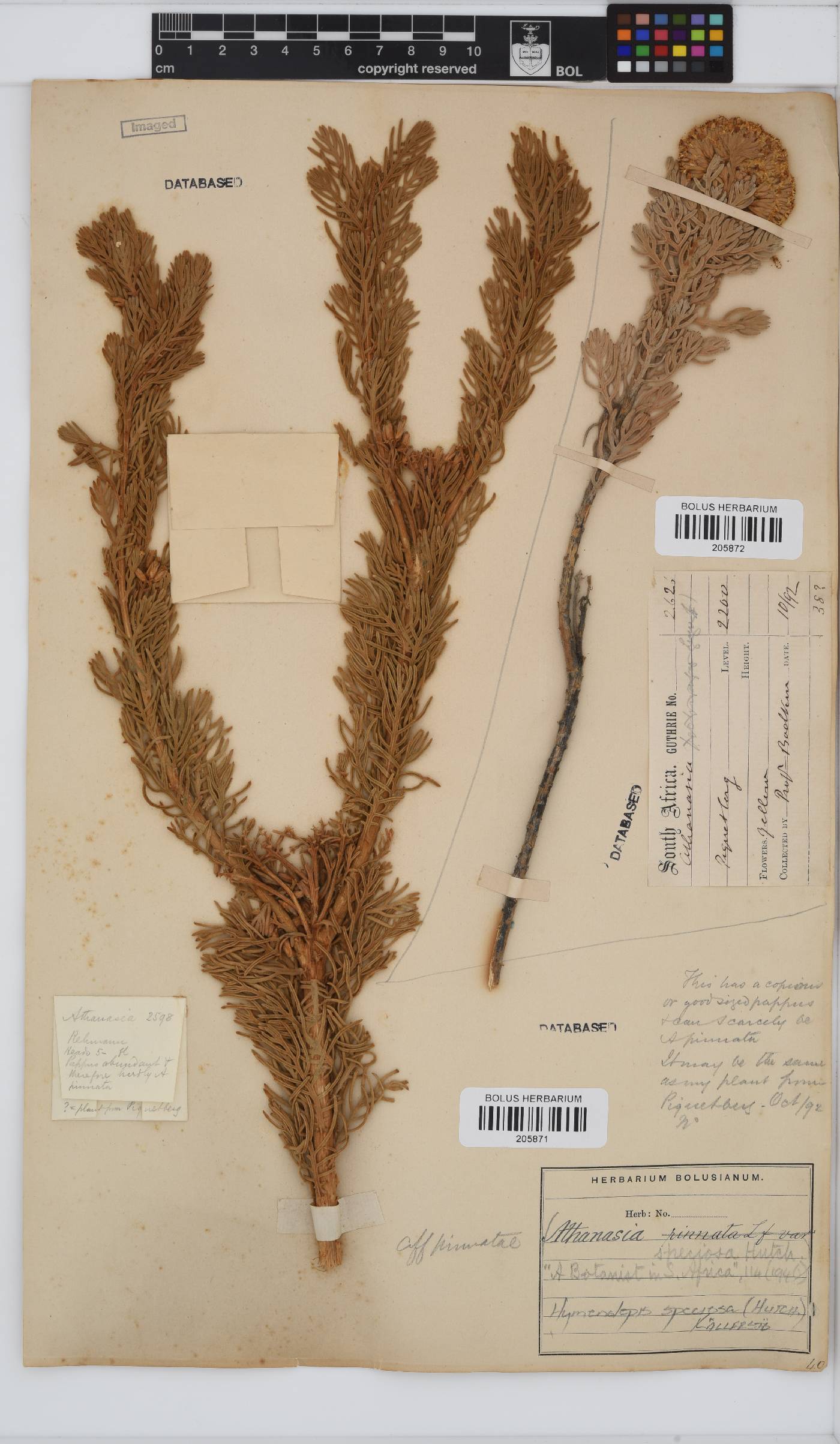 Hymenolepis speciosa image
