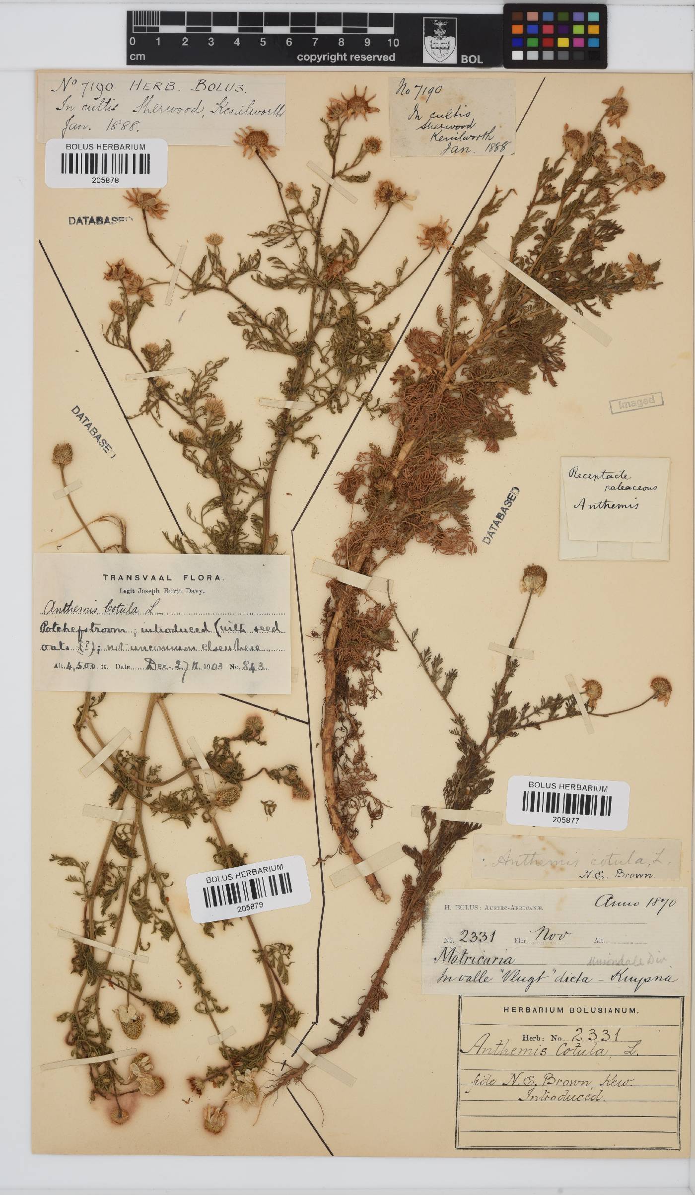Anthemis image