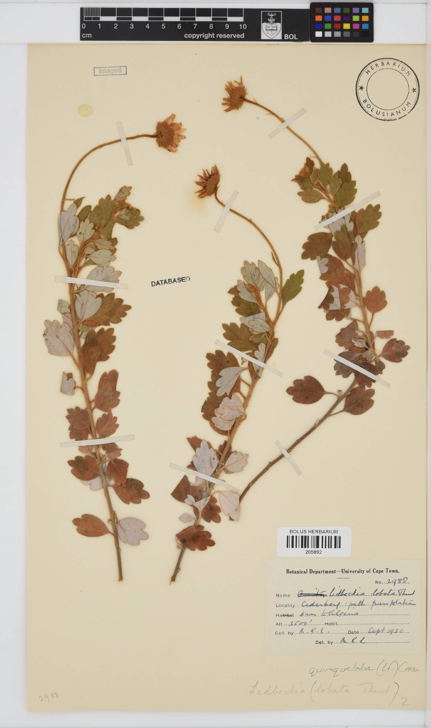 Lidbeckia image