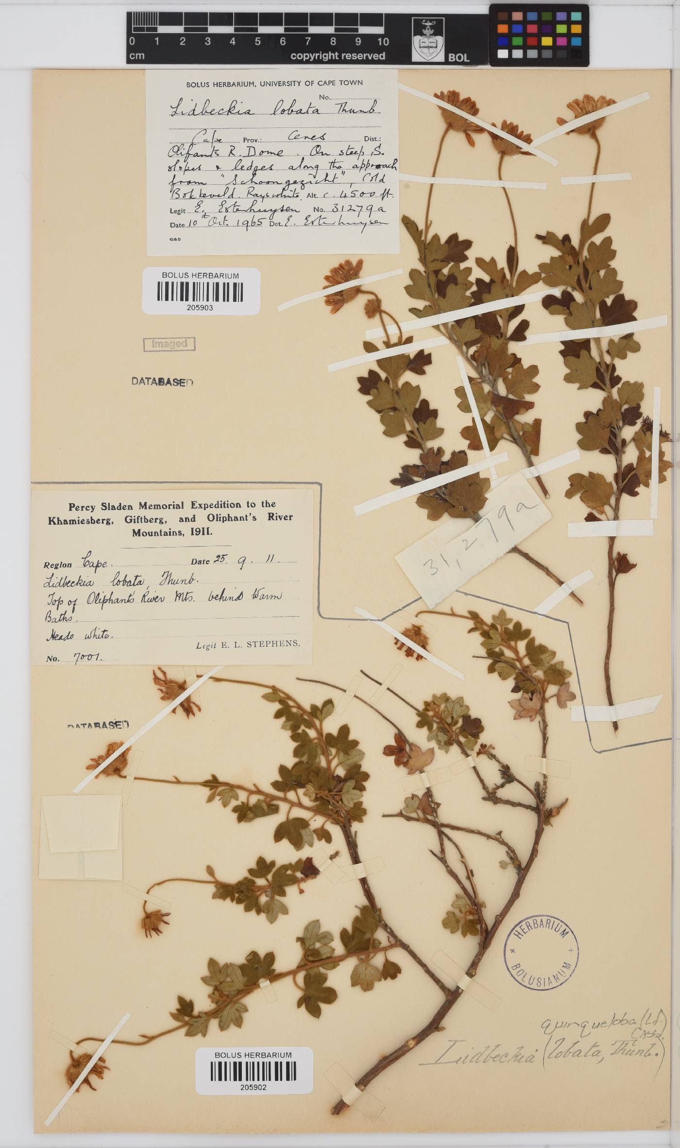 Lidbeckia quinqueloba image