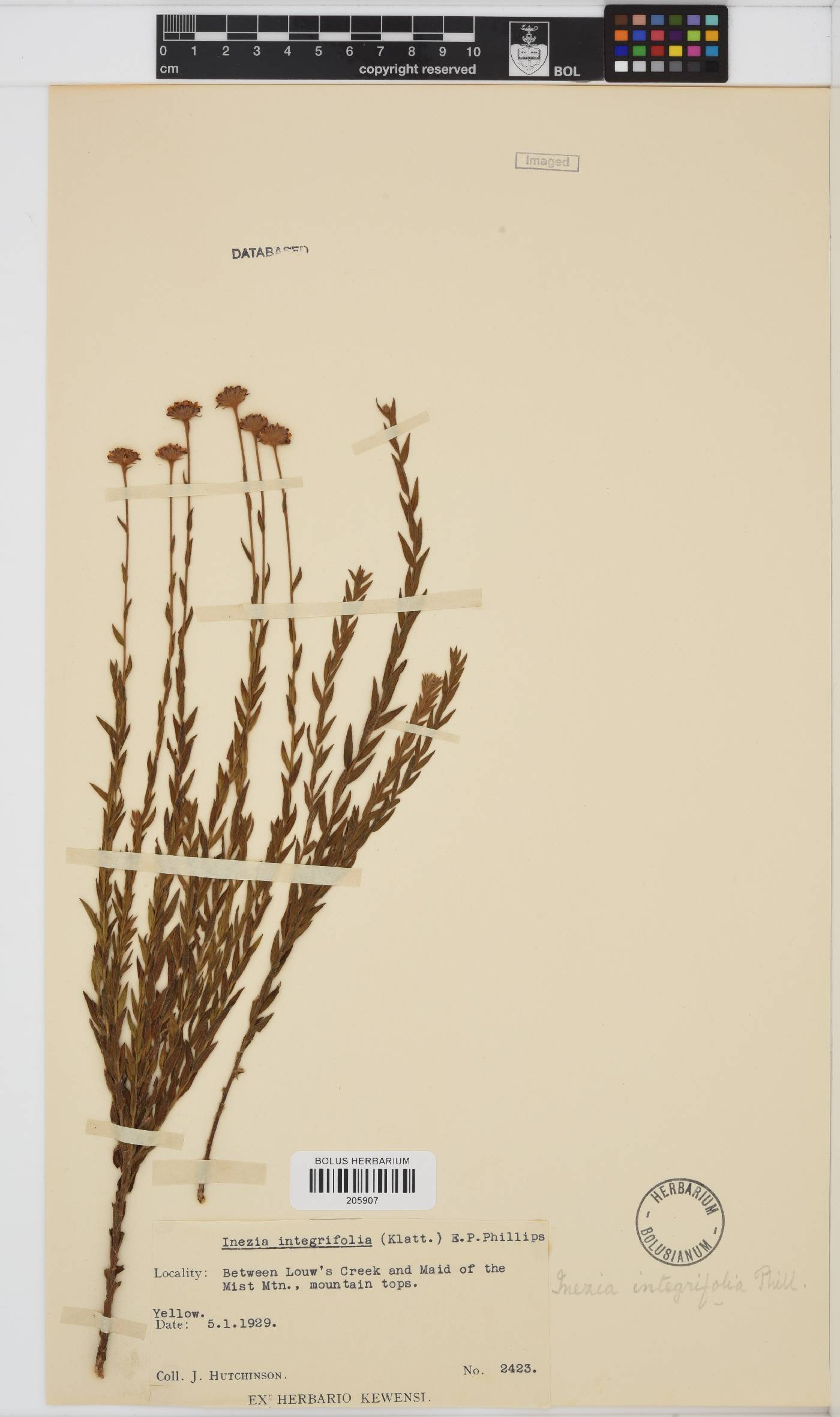 Inezia integrifolia image