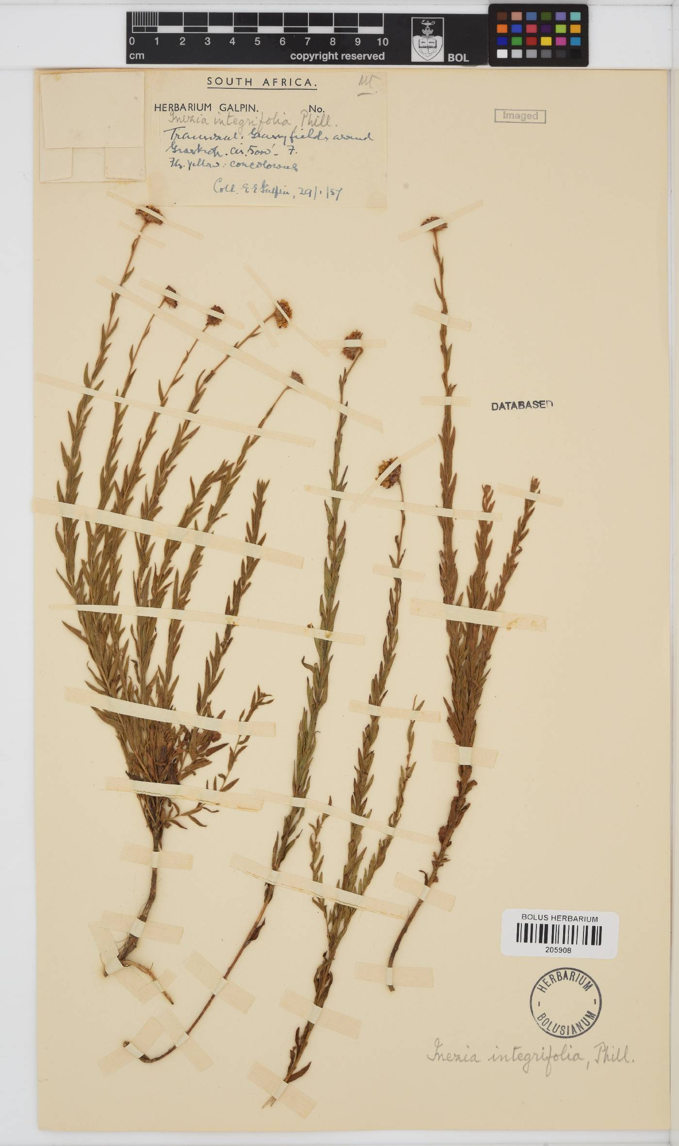 Inezia integrifolia image