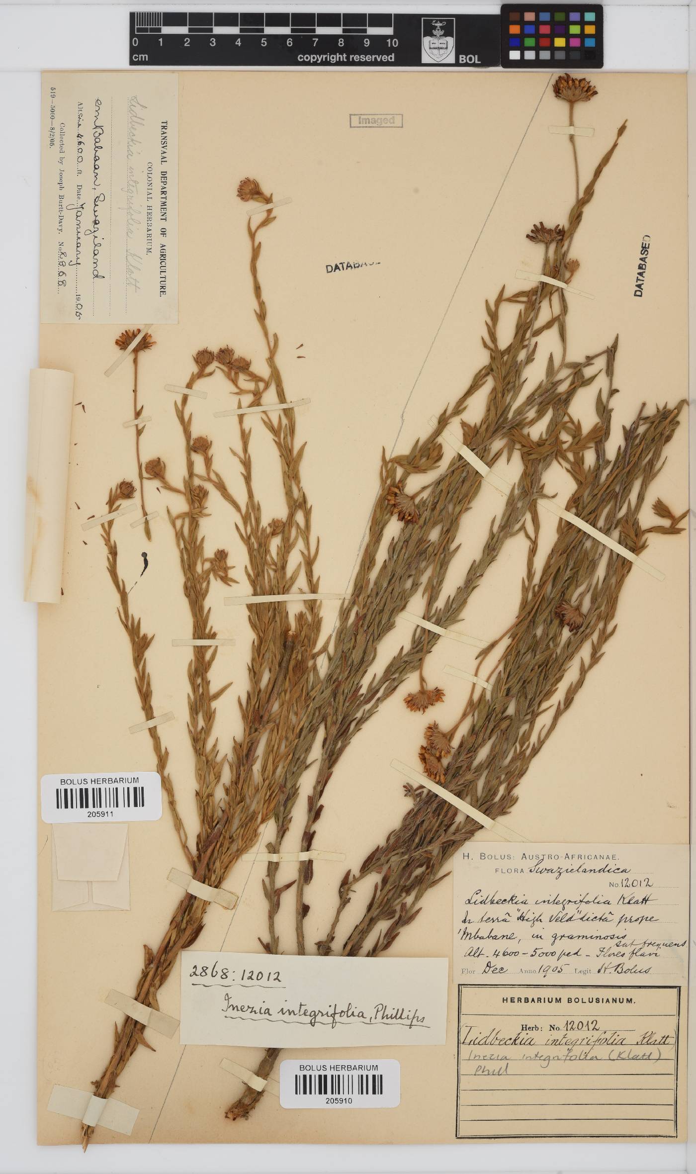 Inezia integrifolia image