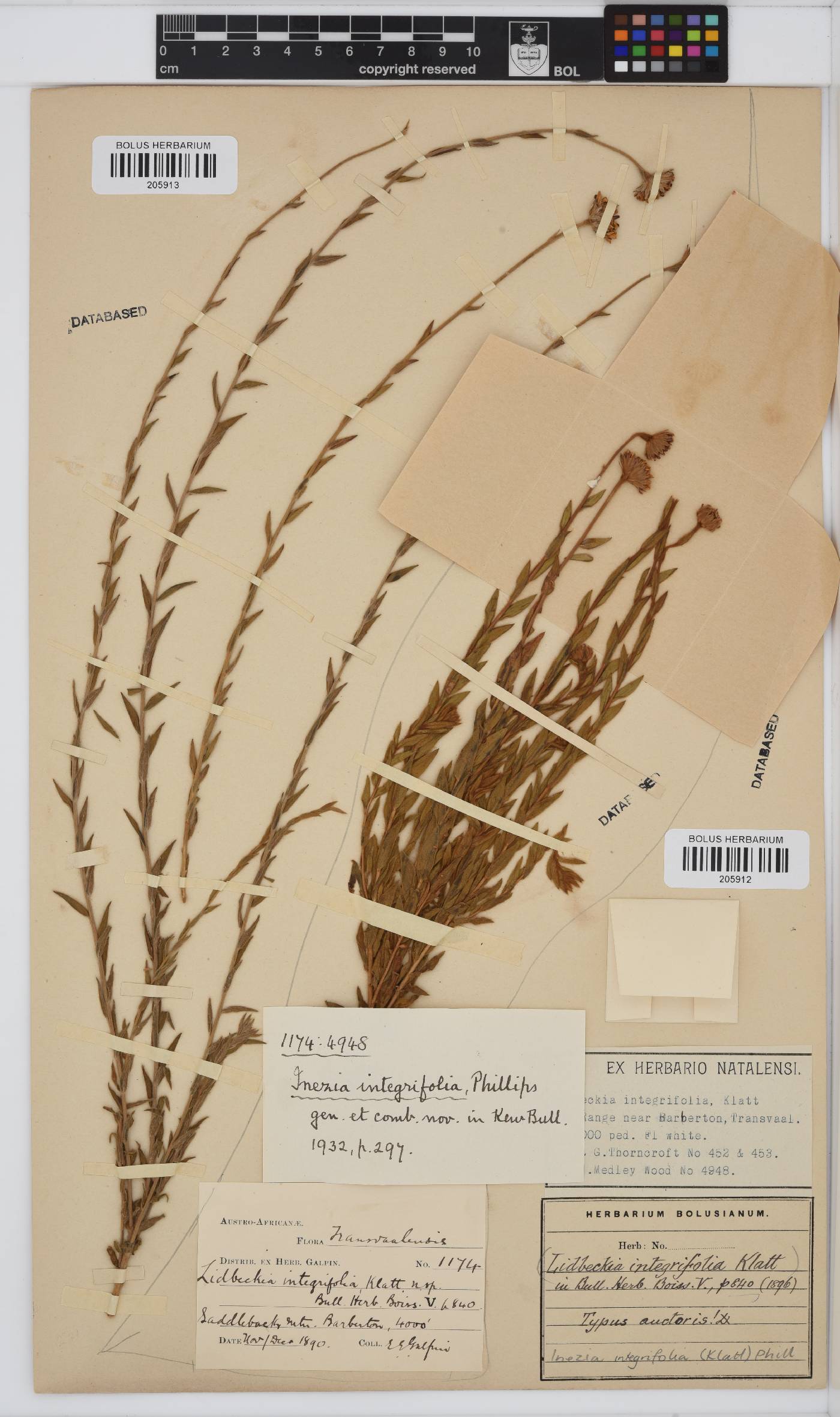Inezia image