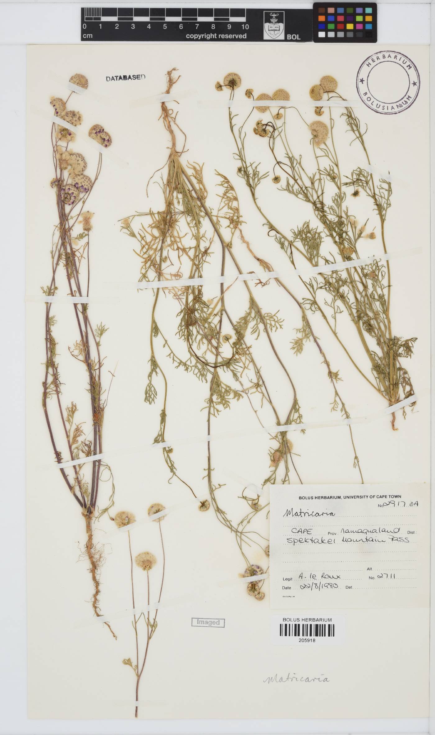 Matricaria image