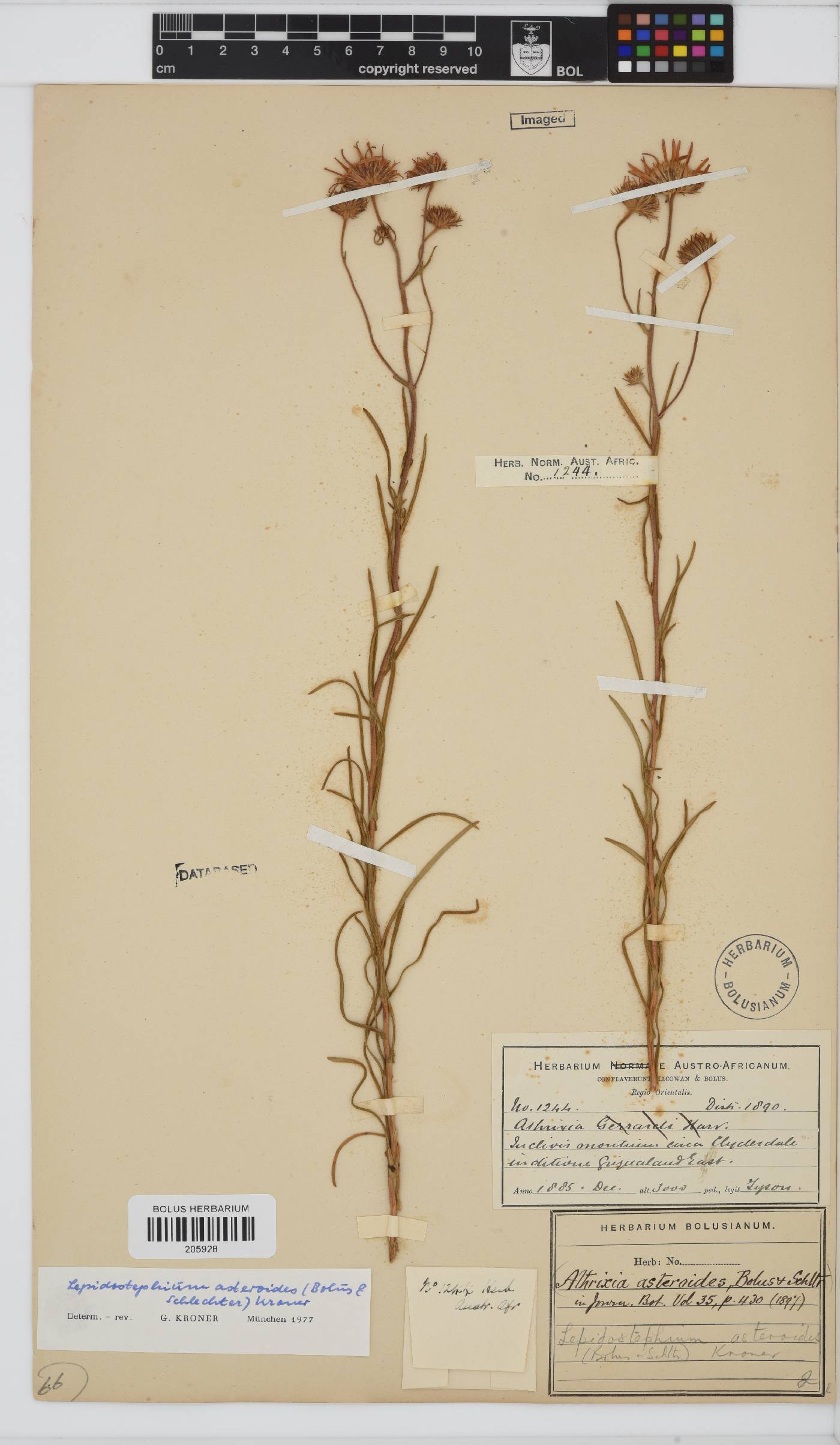Lepidostephium asteroides image